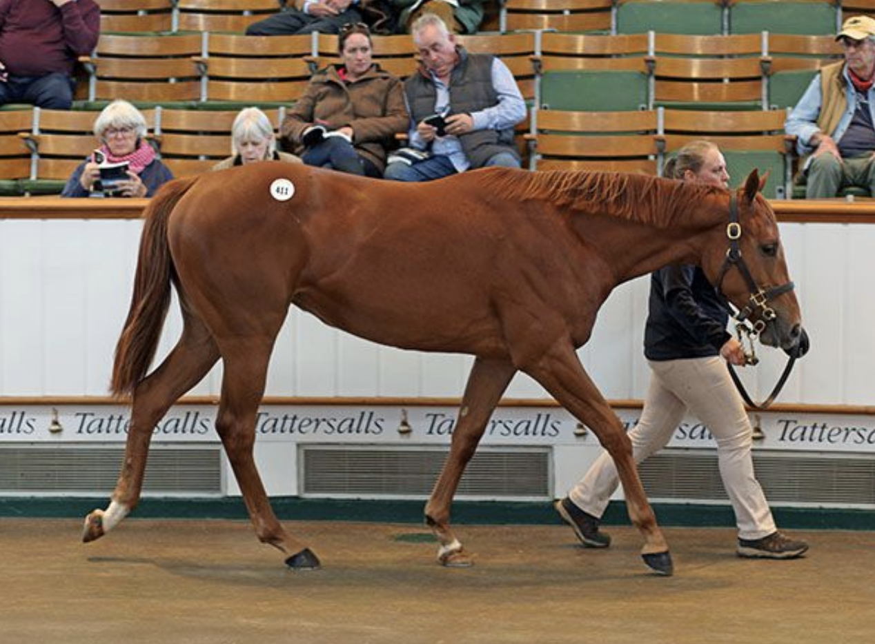 Lot 411 Sea The Stars - Best Terms filly. Picture: Tattersalls.
