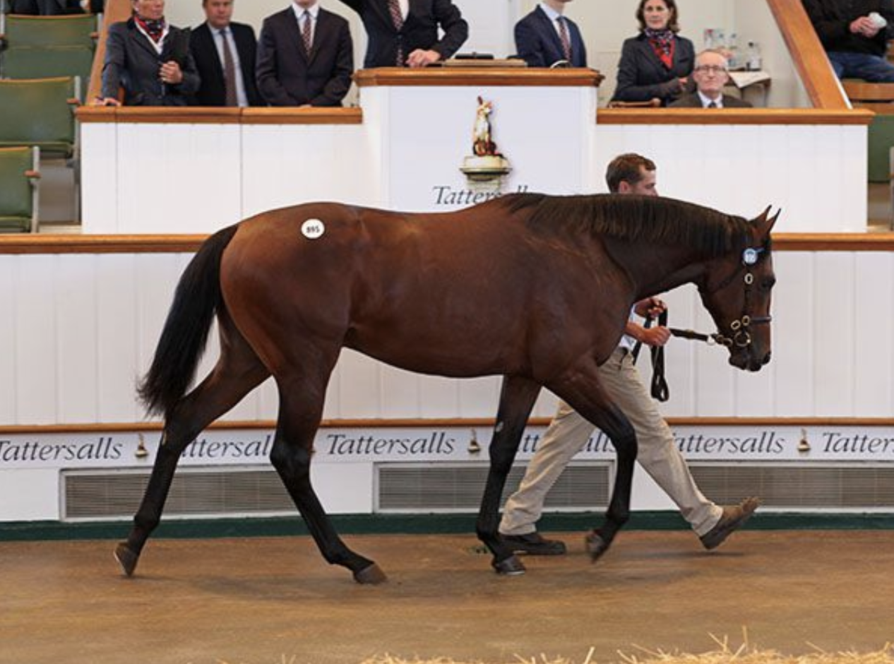 Lot 895 Kingman - Reem colt. Picture: Tattersalls.