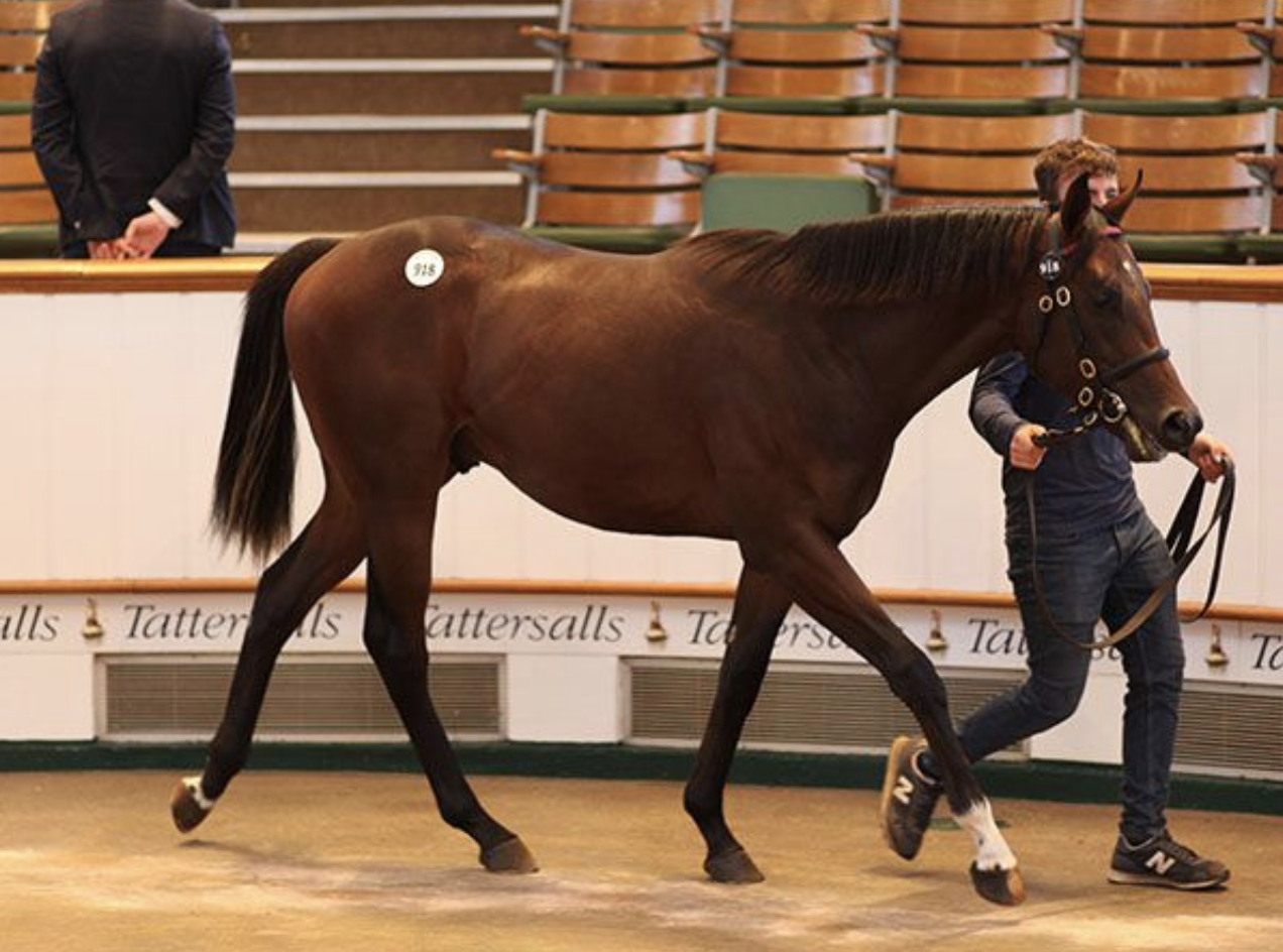 Lot 918 Zoustar - Rue Cambon colt. Picture: Tattersalls.