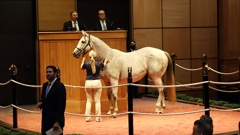 Don't Leave Me. Image: Fasig-Tipton.