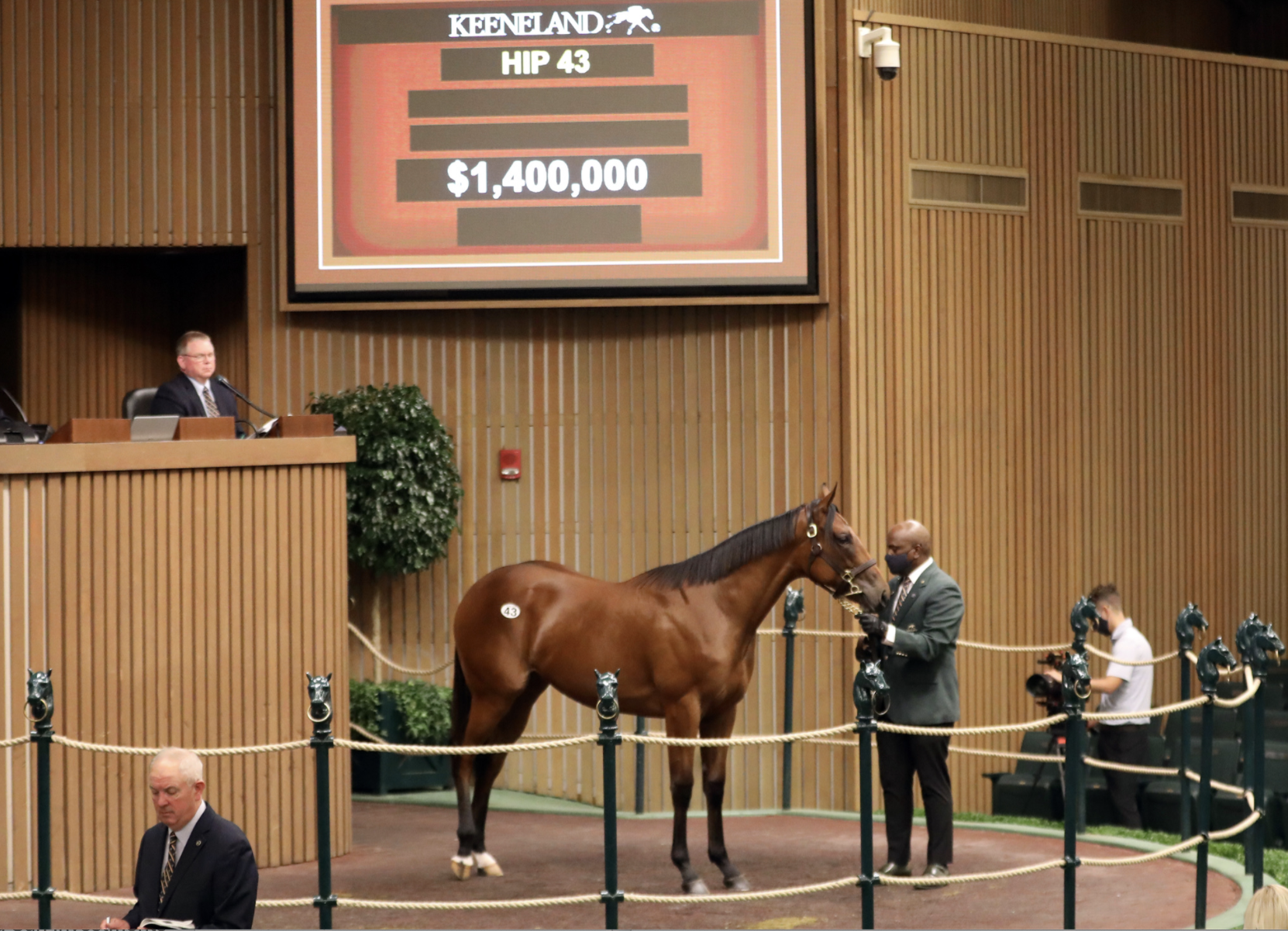 Lot 43 American Pharoah - Letgomyecho. Picture: Keeneland.