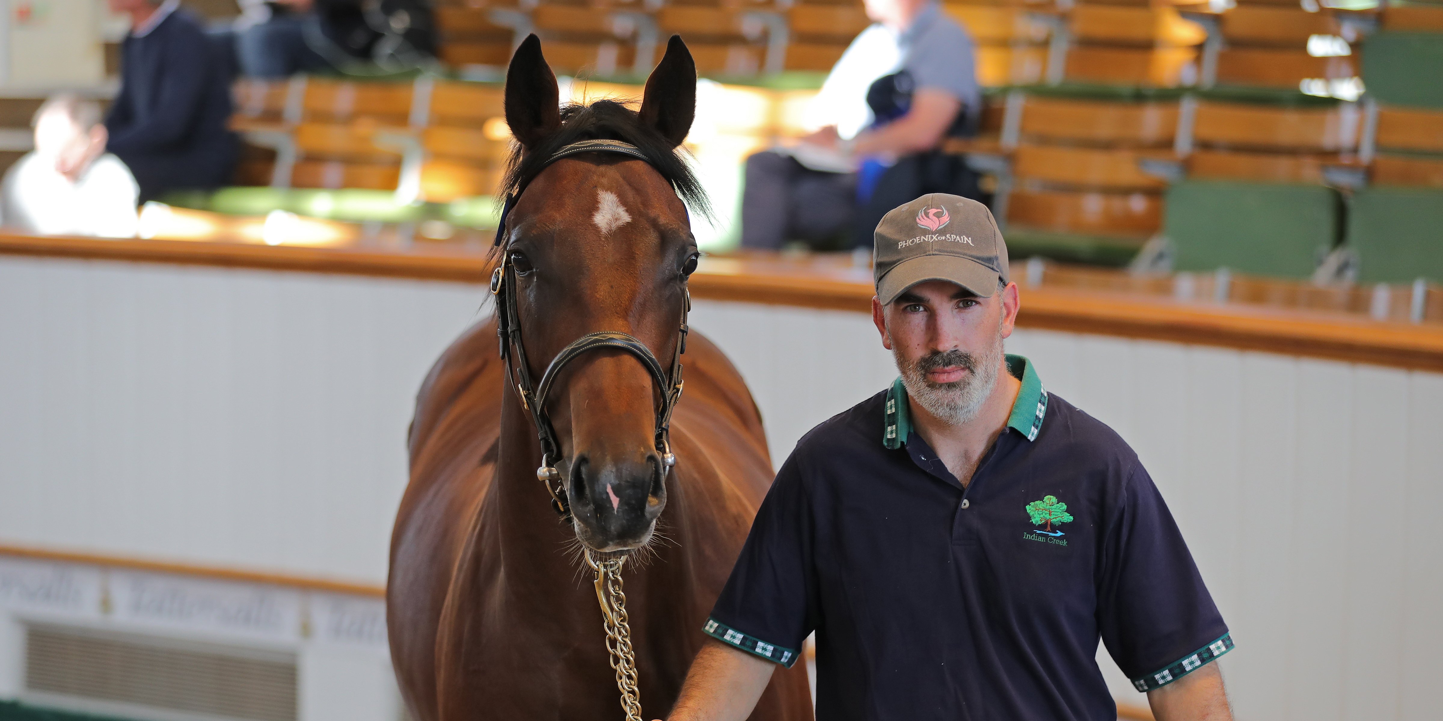 Lot 111 Churchill - Komedy colt. Picture: Tattersalls Ireland.