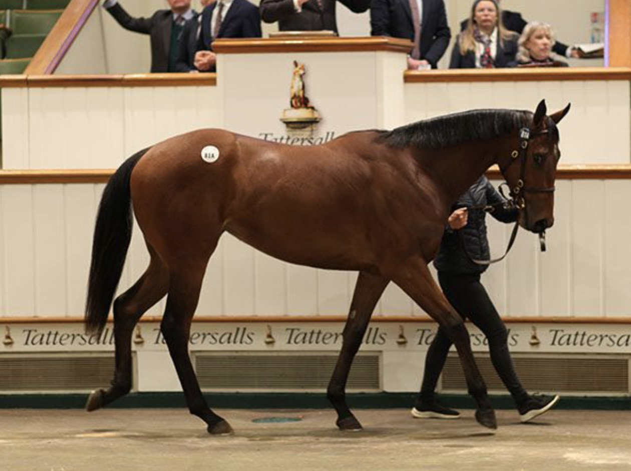 Zoustar - Saccharose filly. Picture: Tattersalls.