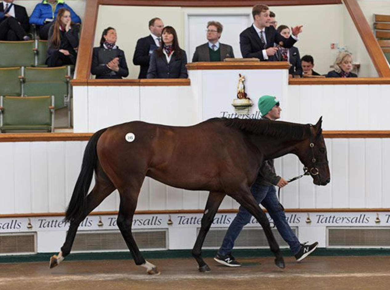 The sale topping Time Test colt. Picture: Tattersalls.