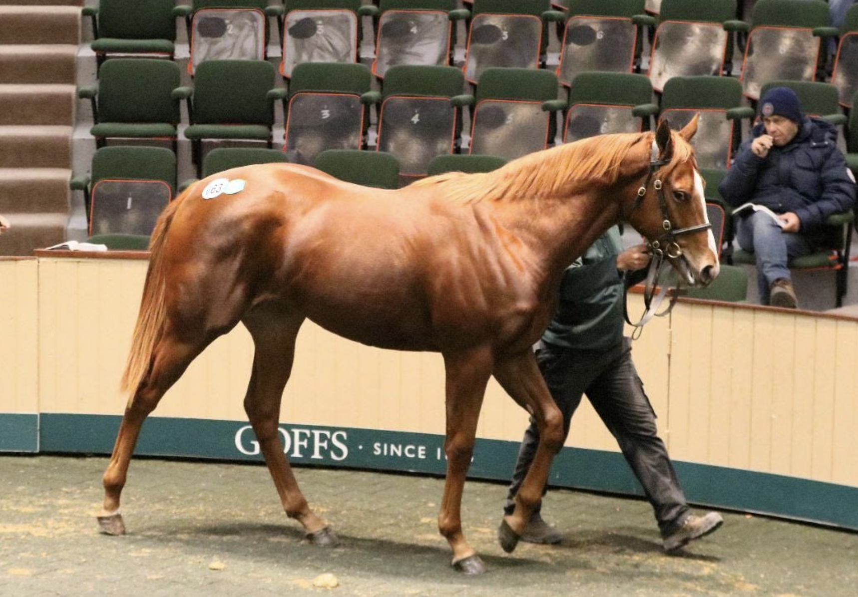 Lot 663 Sioux Nation - Emerald Isle filly. Picture: Goffs.