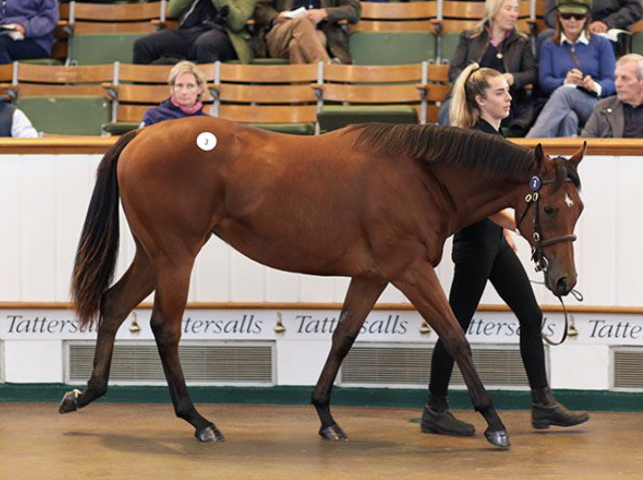Lot 3 Dubawi - Jazzi Top filly. Picture: Tattersalls.
