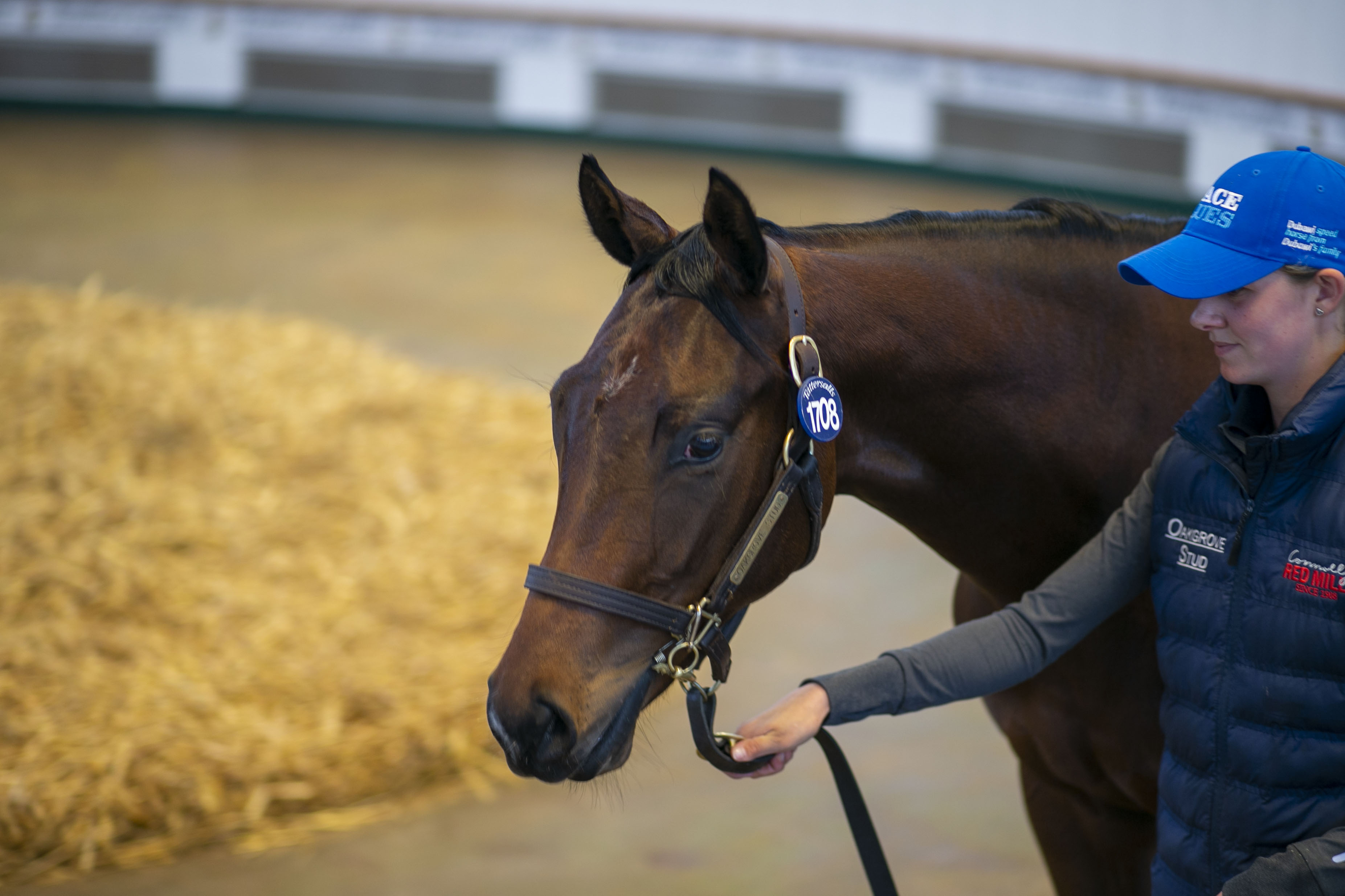 Lot 1708 Ten Sovereigns - Lady Grace filly. Picture: Tattersalls.