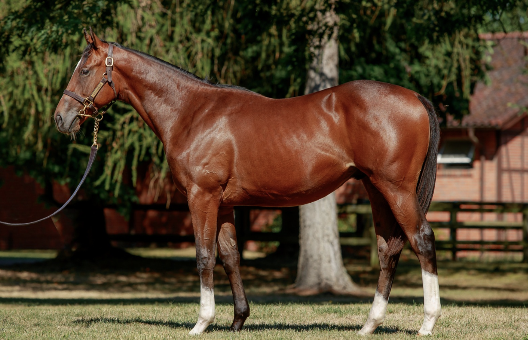 The sale topping Kingman colt. Picture: BBAG.