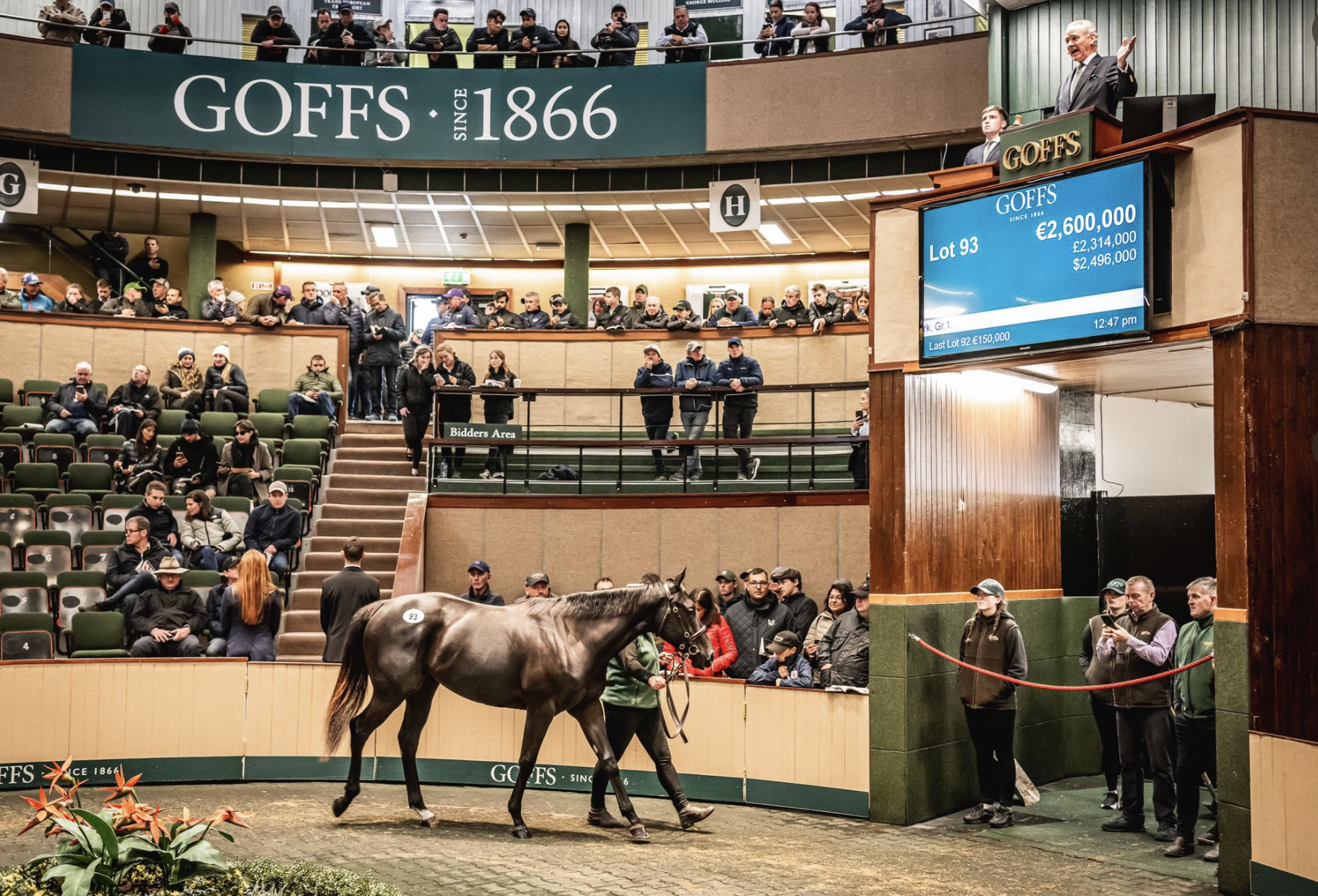 The sister to Blackbeard who sold for €2.6 million. Picture: Goffs.