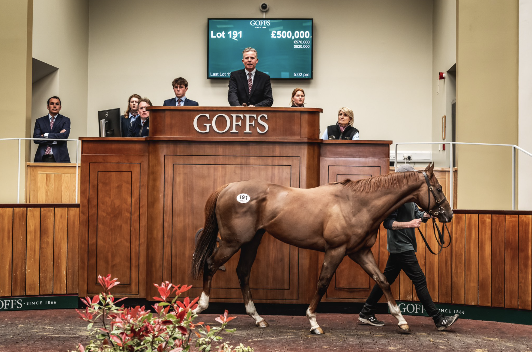 The sale topping Harry Angel colt. Picture: GOFFS UK.