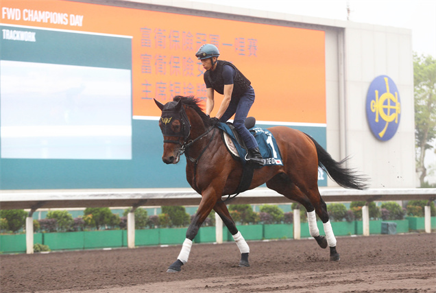 何澤堯今晨（4月25日星期二）策騎「野田小子」在沙田進行操練