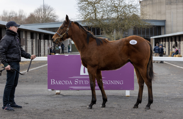 The session topping Sottsass colt. Picture: GOFFS.