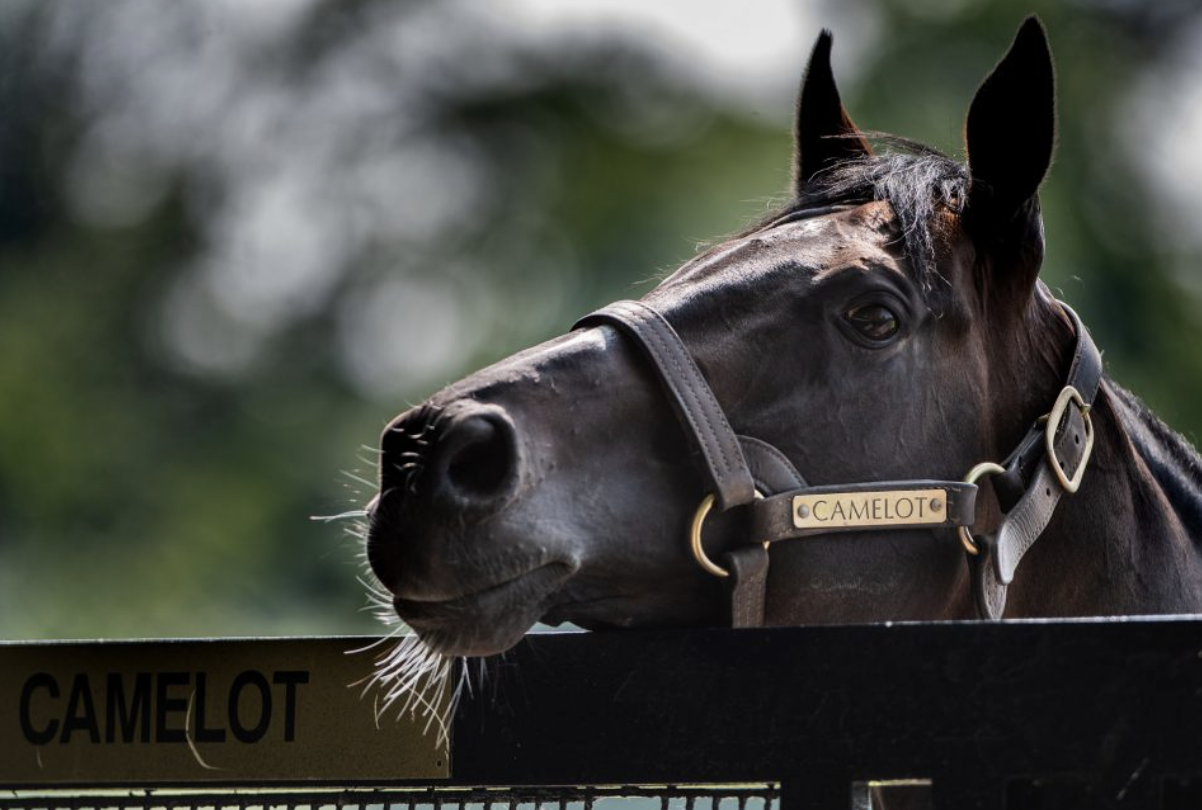 Camelot. Picture: COOLMORE STUD.