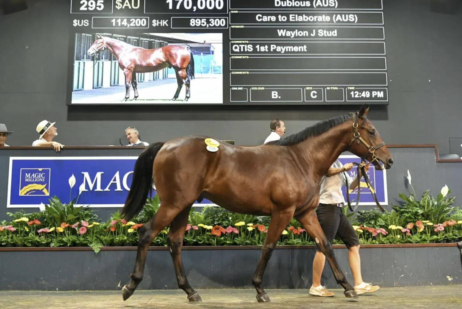 The sale topping Dubious colt. Picture: Magic Millions.