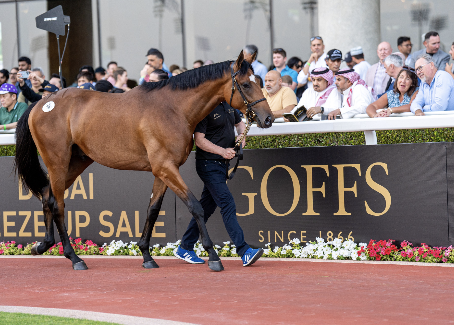 Gun Runner - Baby Go Far colt. Picture: GOFFS.