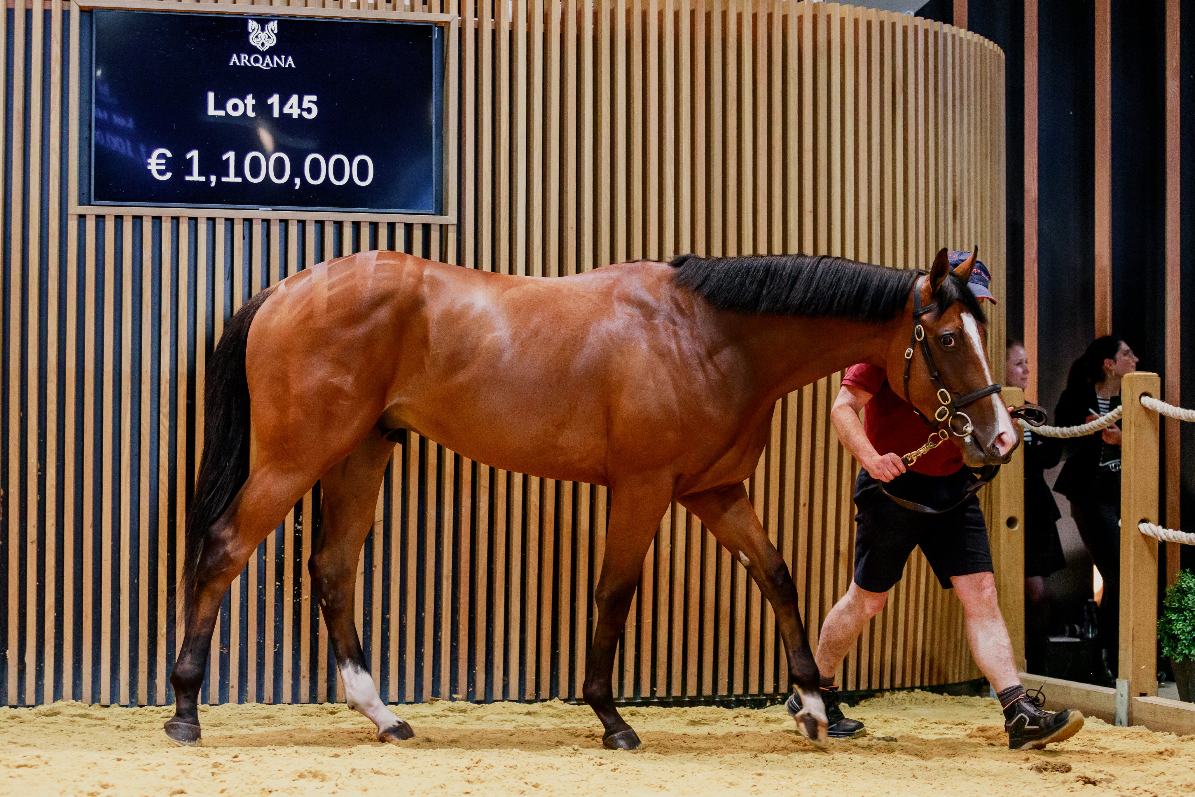 Sale topping Siyouni colt. Picture: ARQANA.