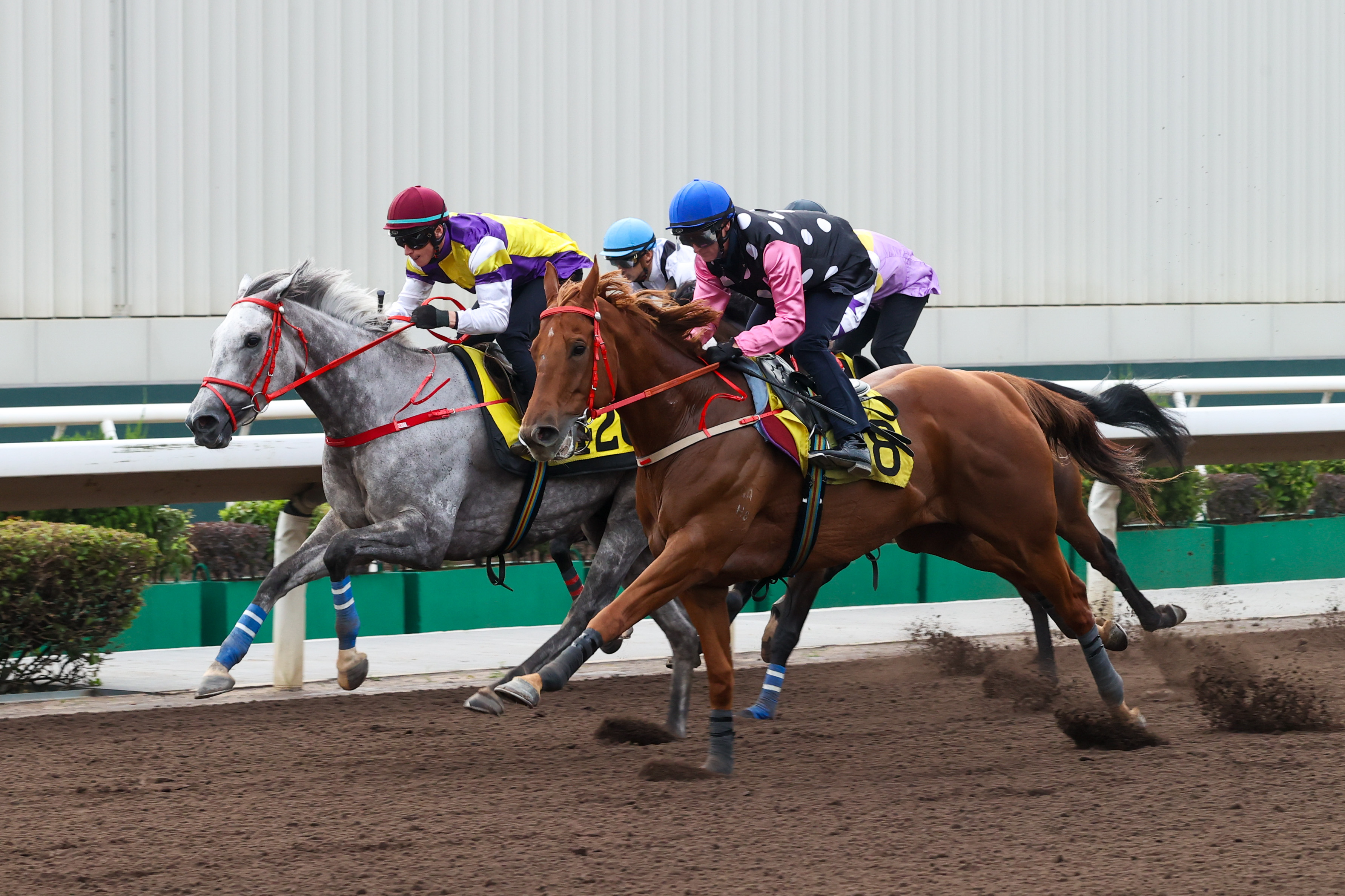 「永遠美麗」在第二組試閘中率先衝線。