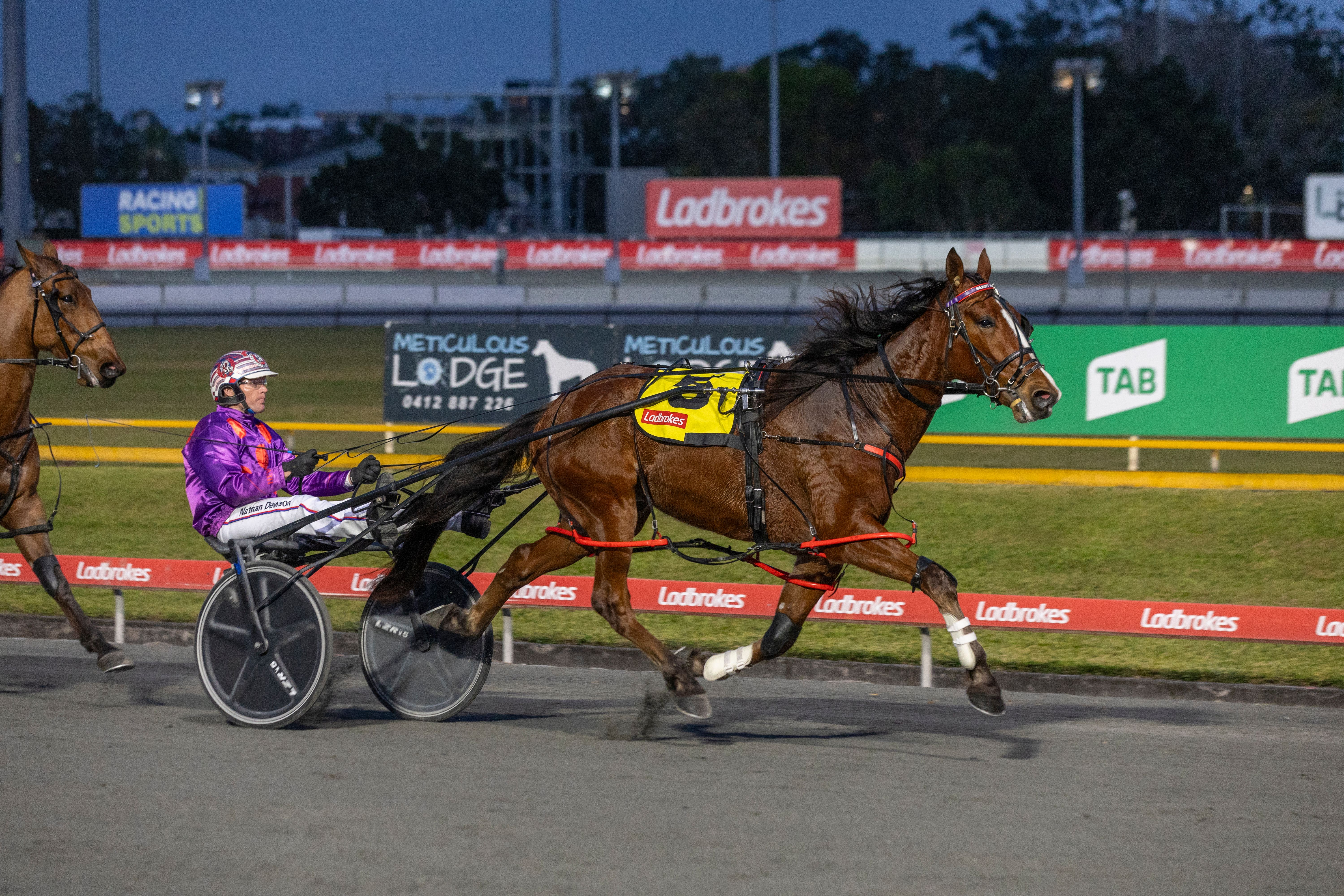 Royal Cruiser. Picture: Dan Costello/Racing Queensland