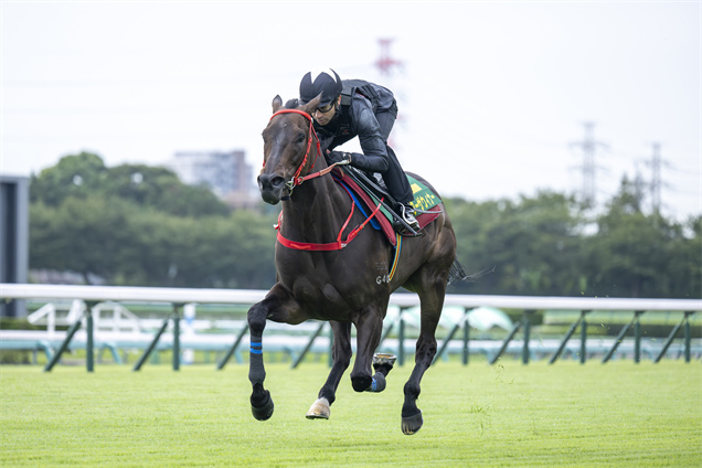 「維港智能」在莫雷拉胯下在中山競馬場進行快跑操練