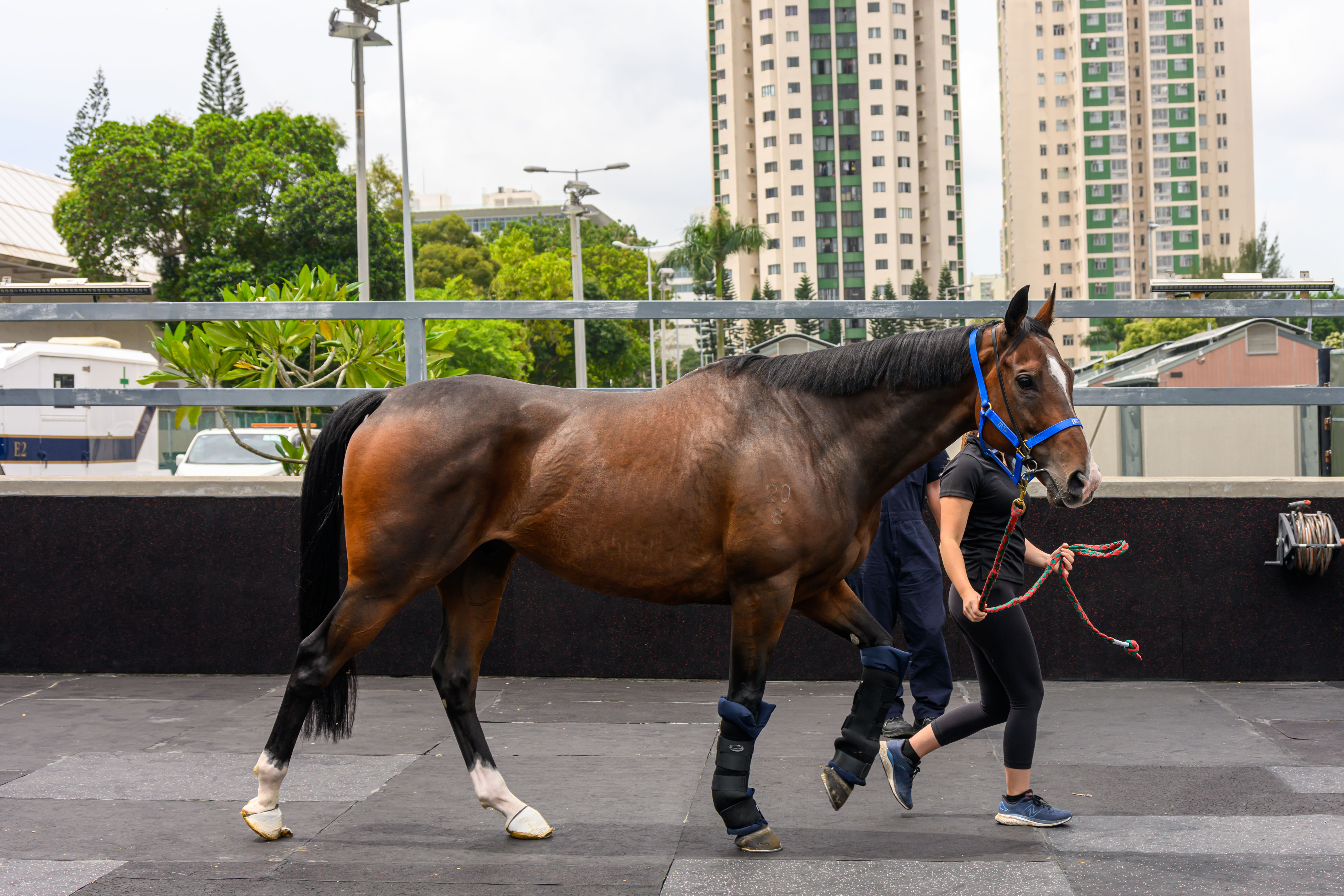 「贏家」已於週四（4月17日）抵港。