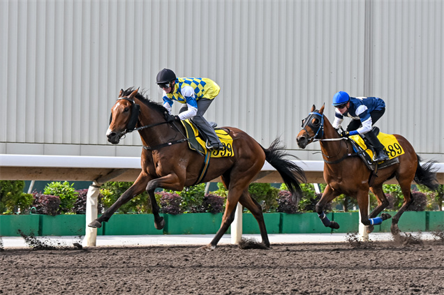 「錶之銀河」由潘頓策騎在佩戴羊毛面箍下在沙田參與試閘