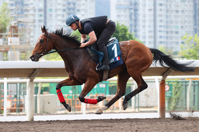 「歌利巨人」在沙田馬場舒展步頭