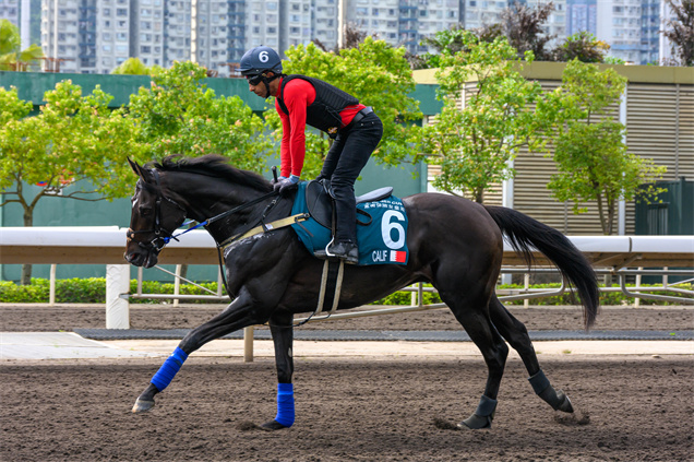 「奇力駒」在沙田馬場舒展步頭