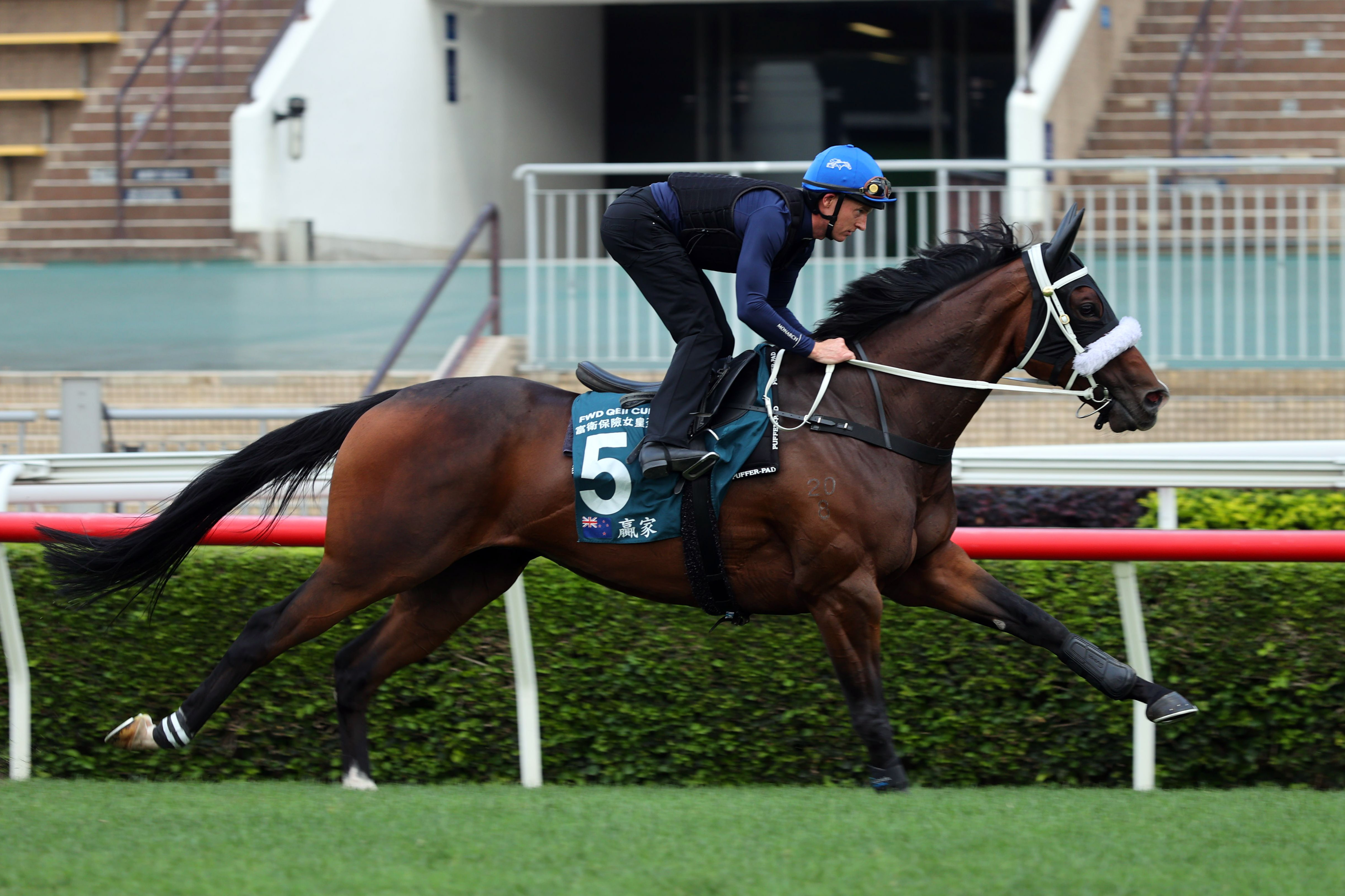 「贏家」由潘頓主轡，在沙田馬場舒展步頭。
