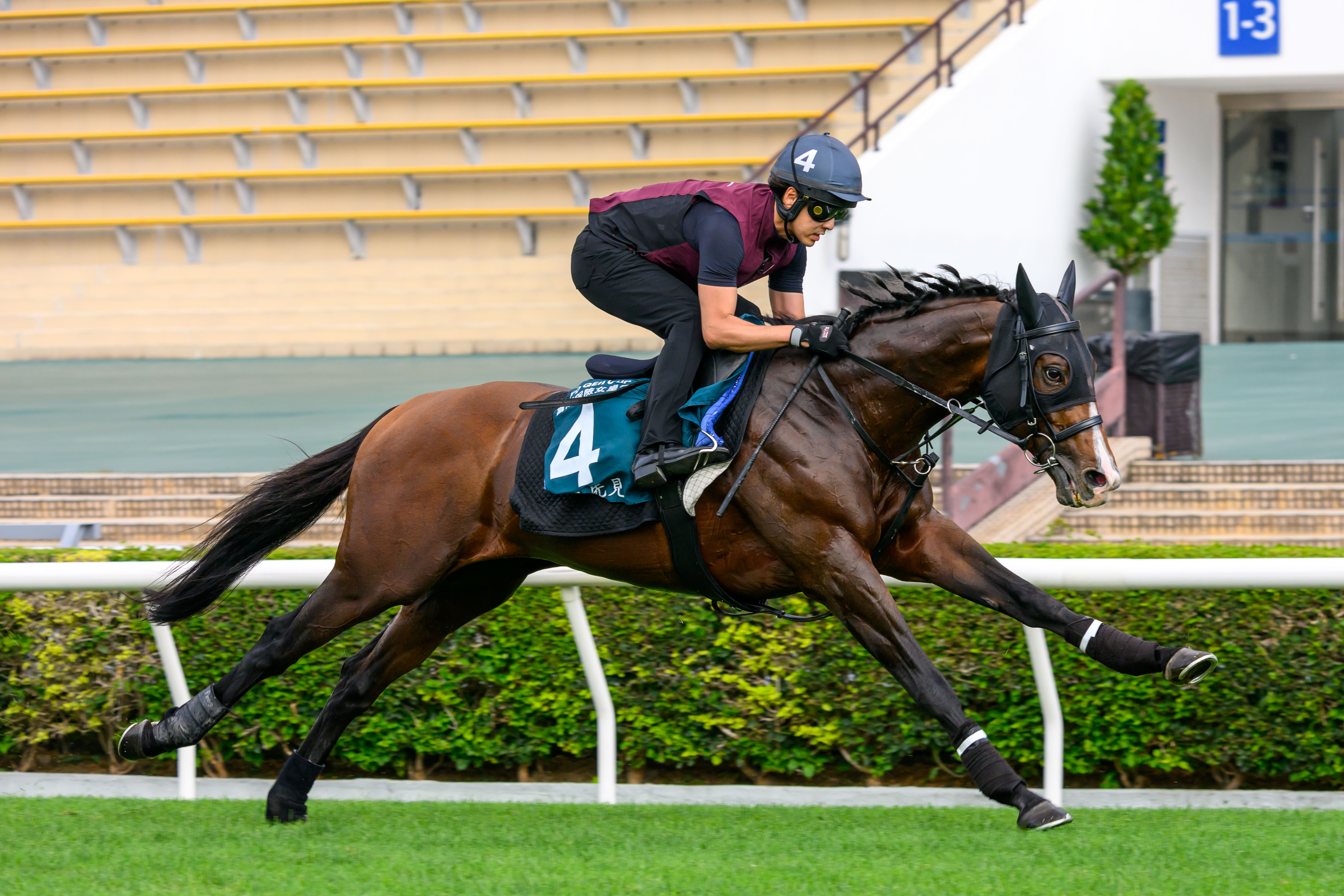 「先見」再臨香港第三度在沙田出賽。
