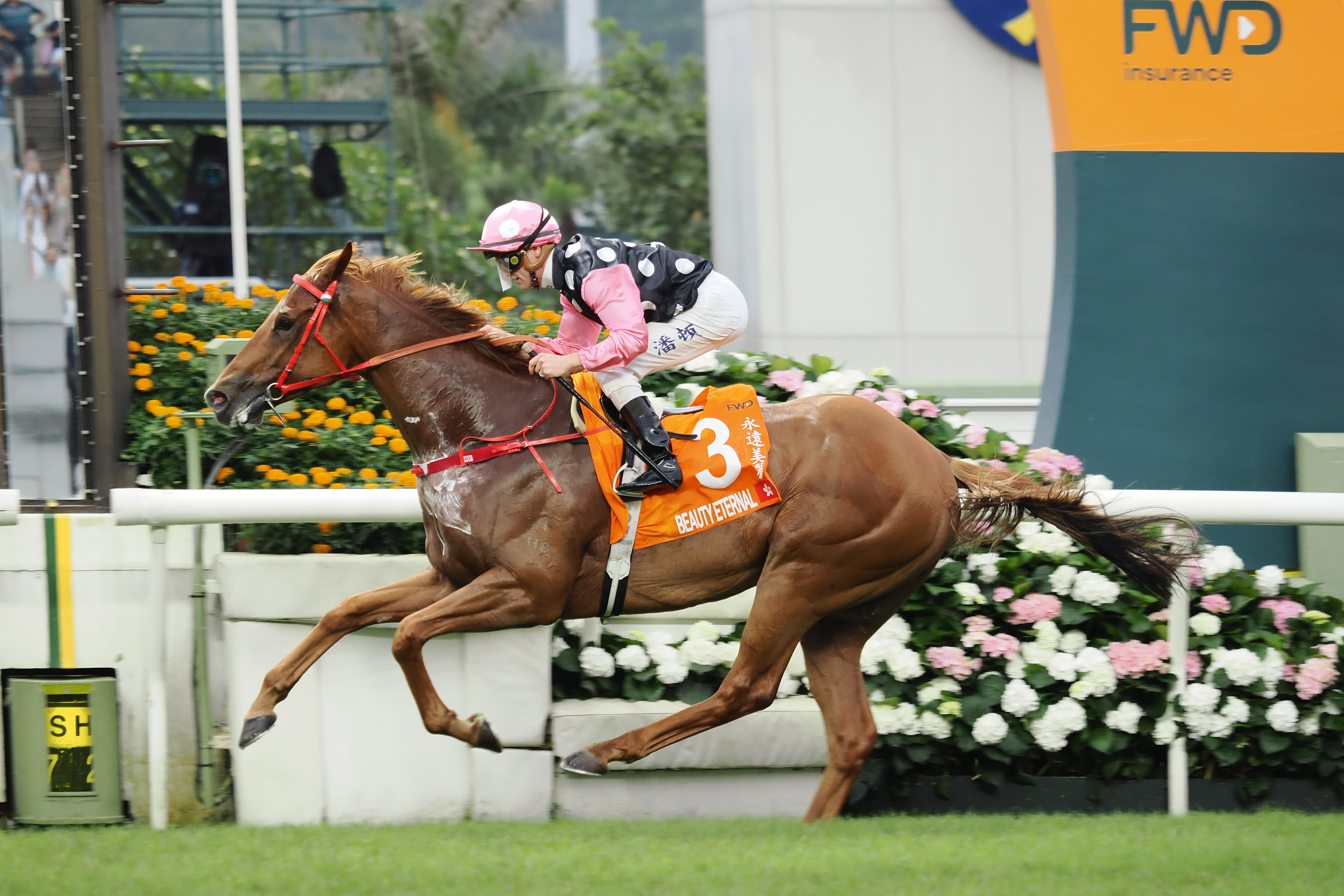 「永遠美麗」在沙田首奪一級賽桂冠。