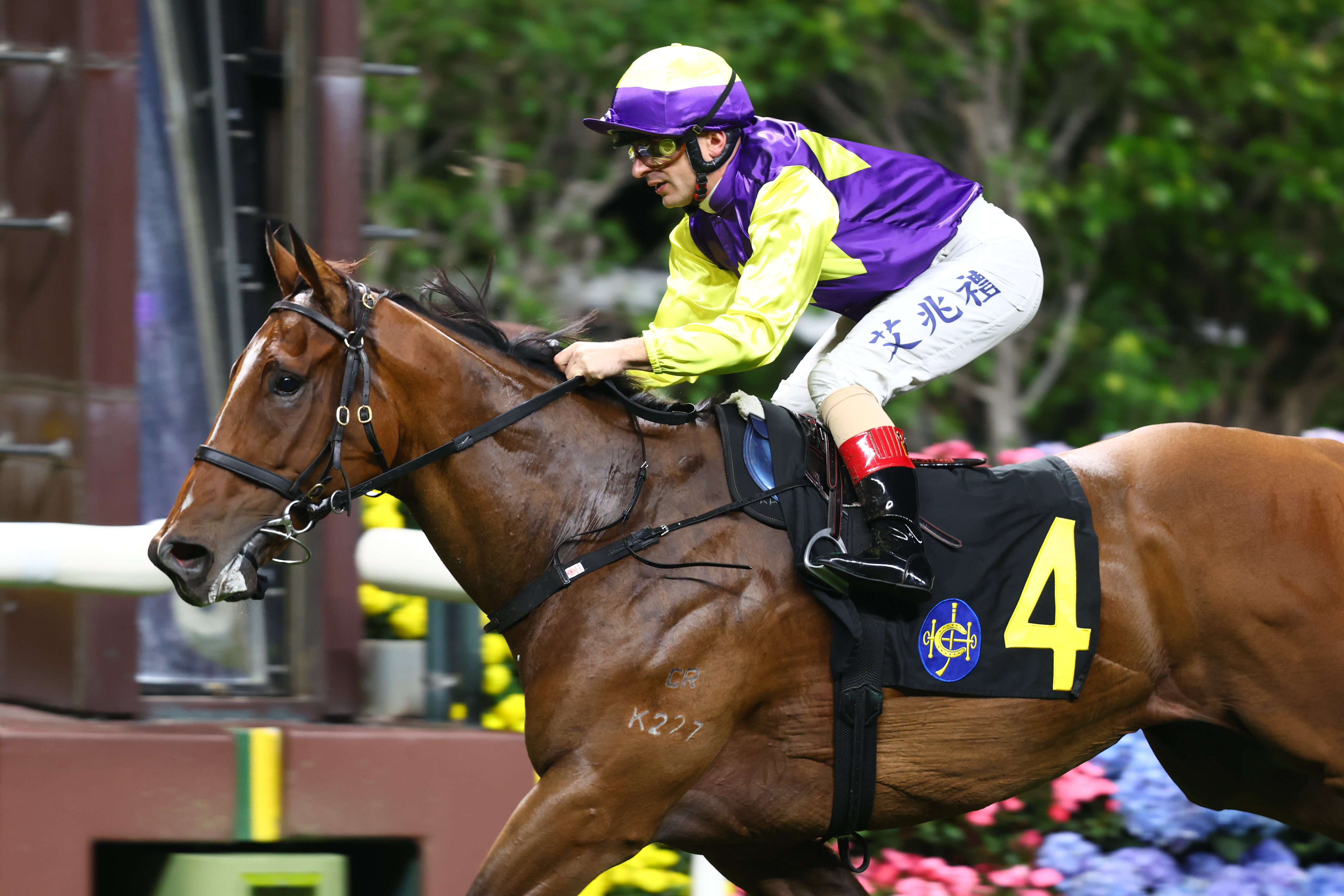 「顏色之皇」是匹正在冒升中的短途新星。