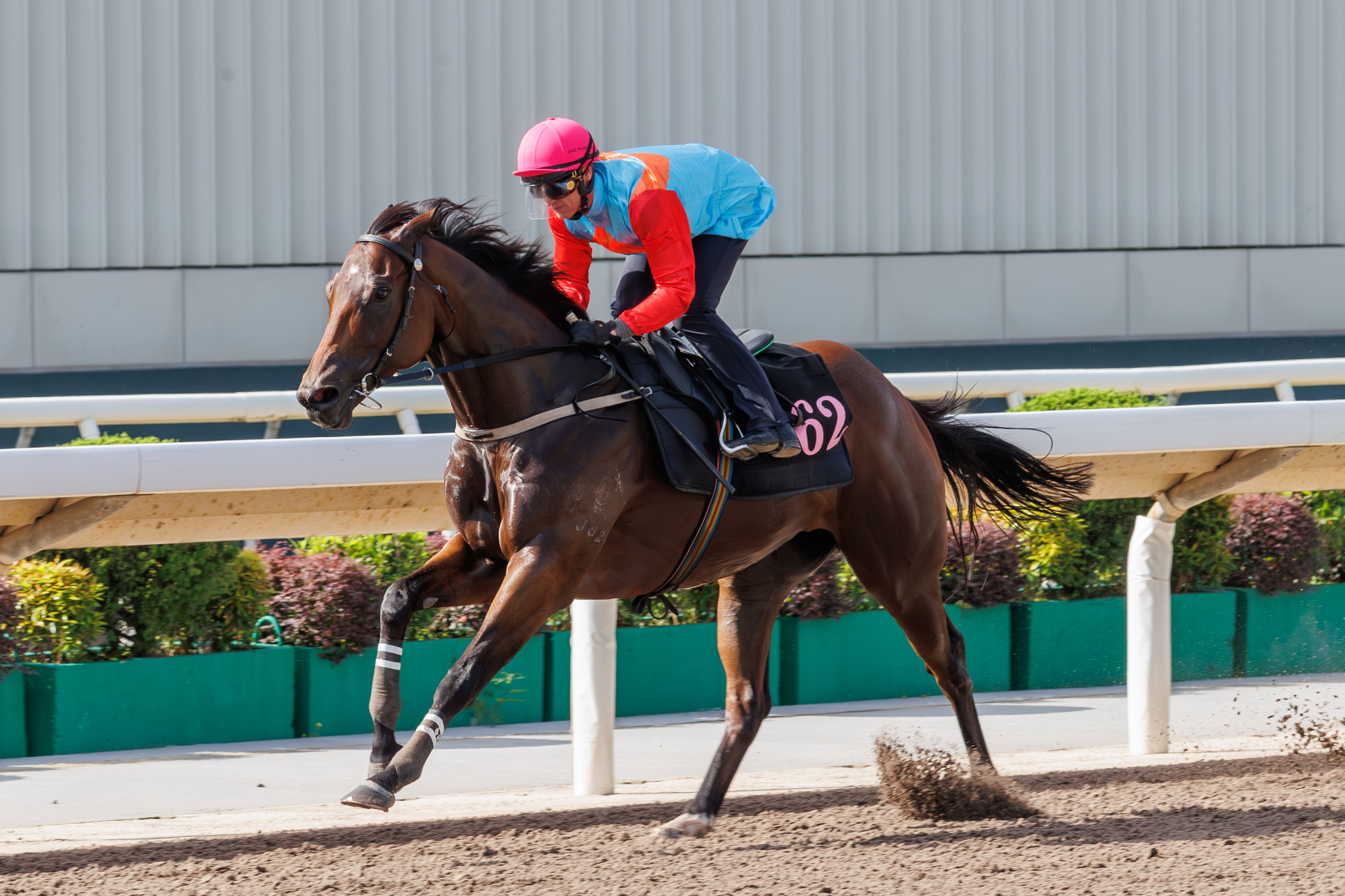 「嘉應高昇」在潘頓胯下走勢悅目