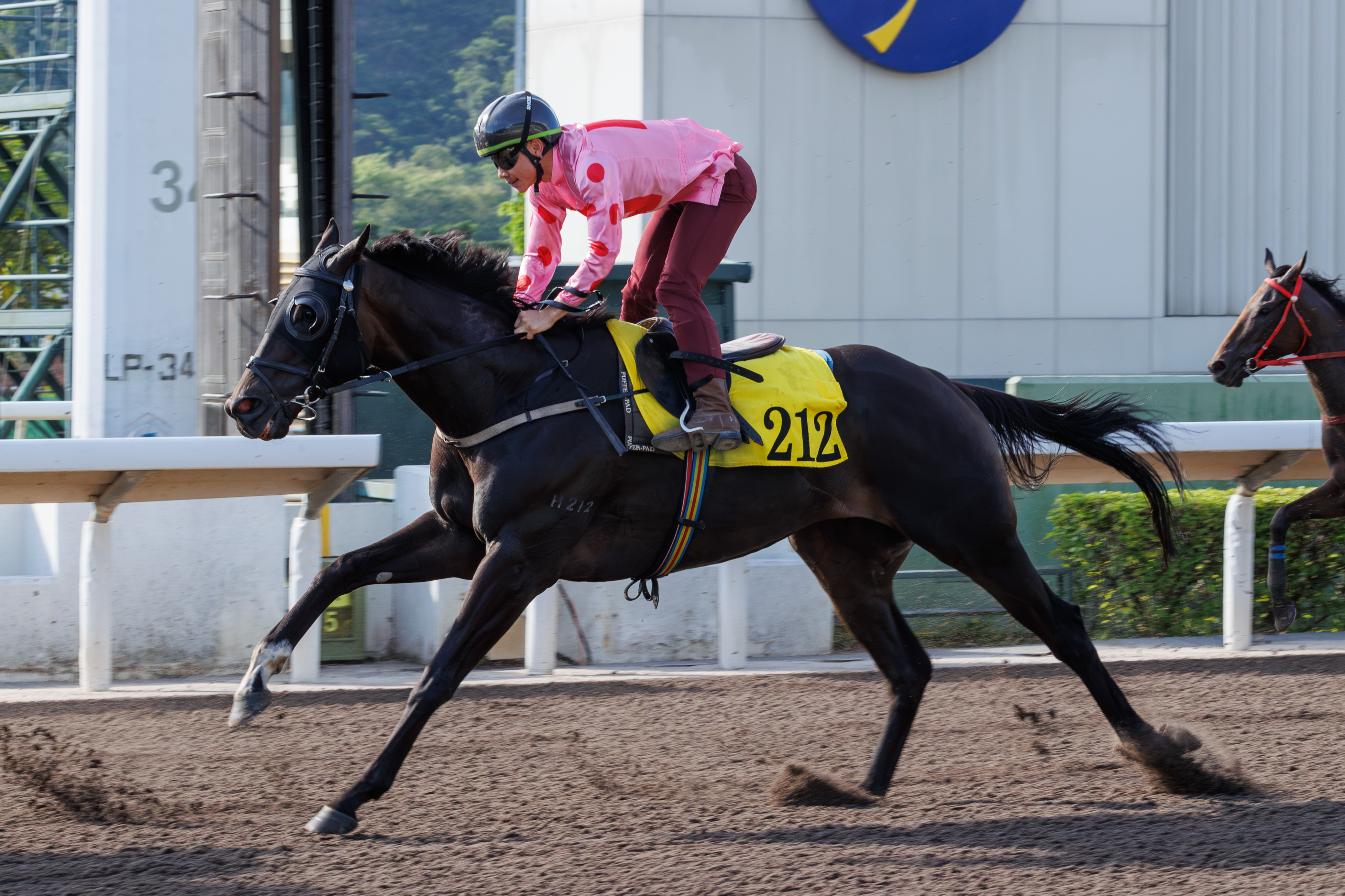 「禪勝輝煌」將遠征韓國
