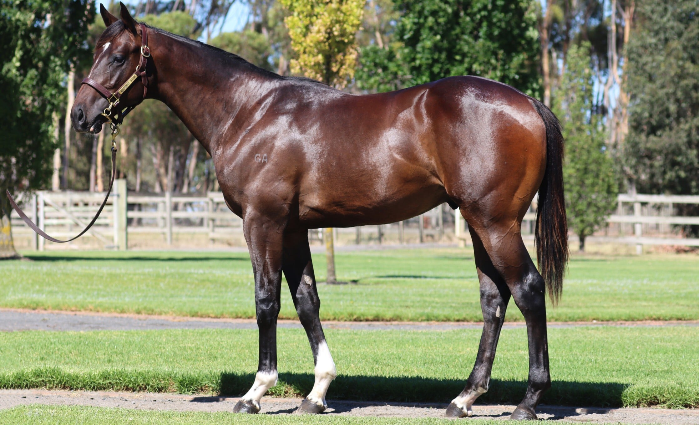 The $1m Frankel colt who was a joint sale-topper at Inglis Premier this year.