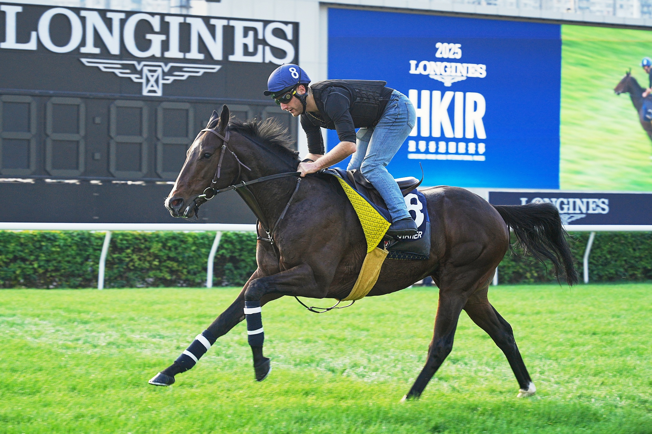 「俊偉蹄」在沙田操練備戰週日的大賽