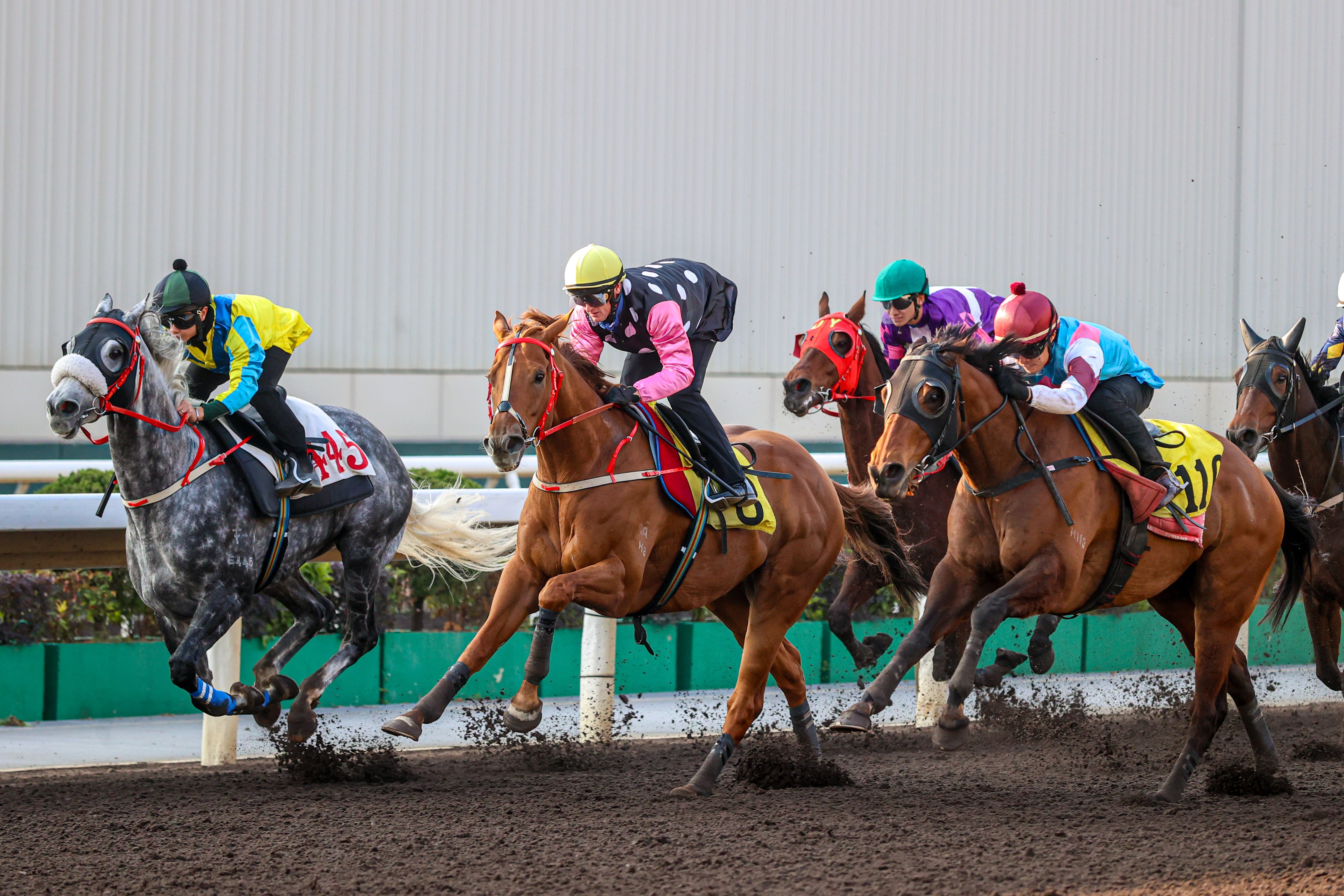 「永遠美麗」今早試閘時在首名衝線的「紅愛舍」之後以第三名過終點。