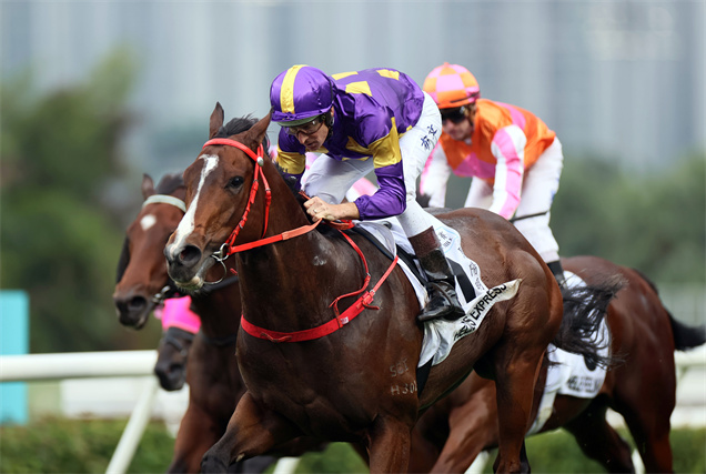 「驕陽明駒」是目前香港表現最穩定的賽駒之一