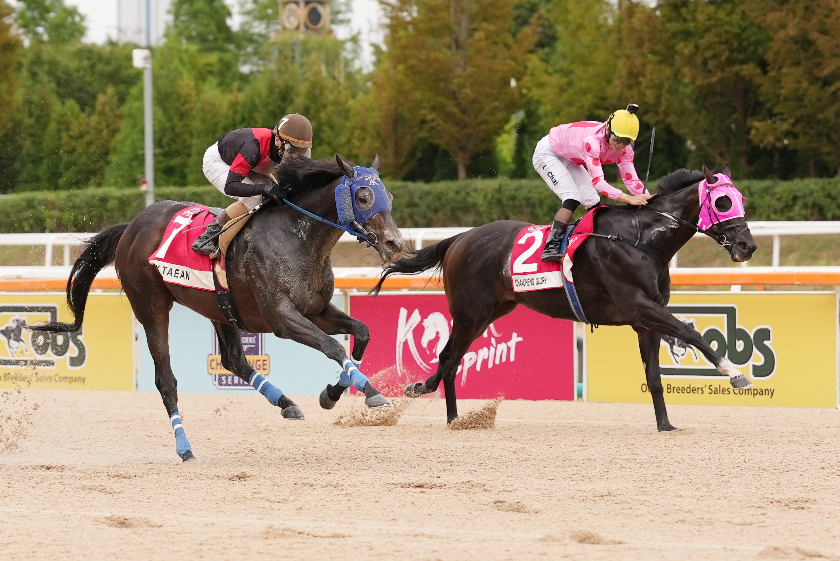 「禪勝輝煌」（粉紅色綵衣）在南韓一戰跑獲出色的亞軍