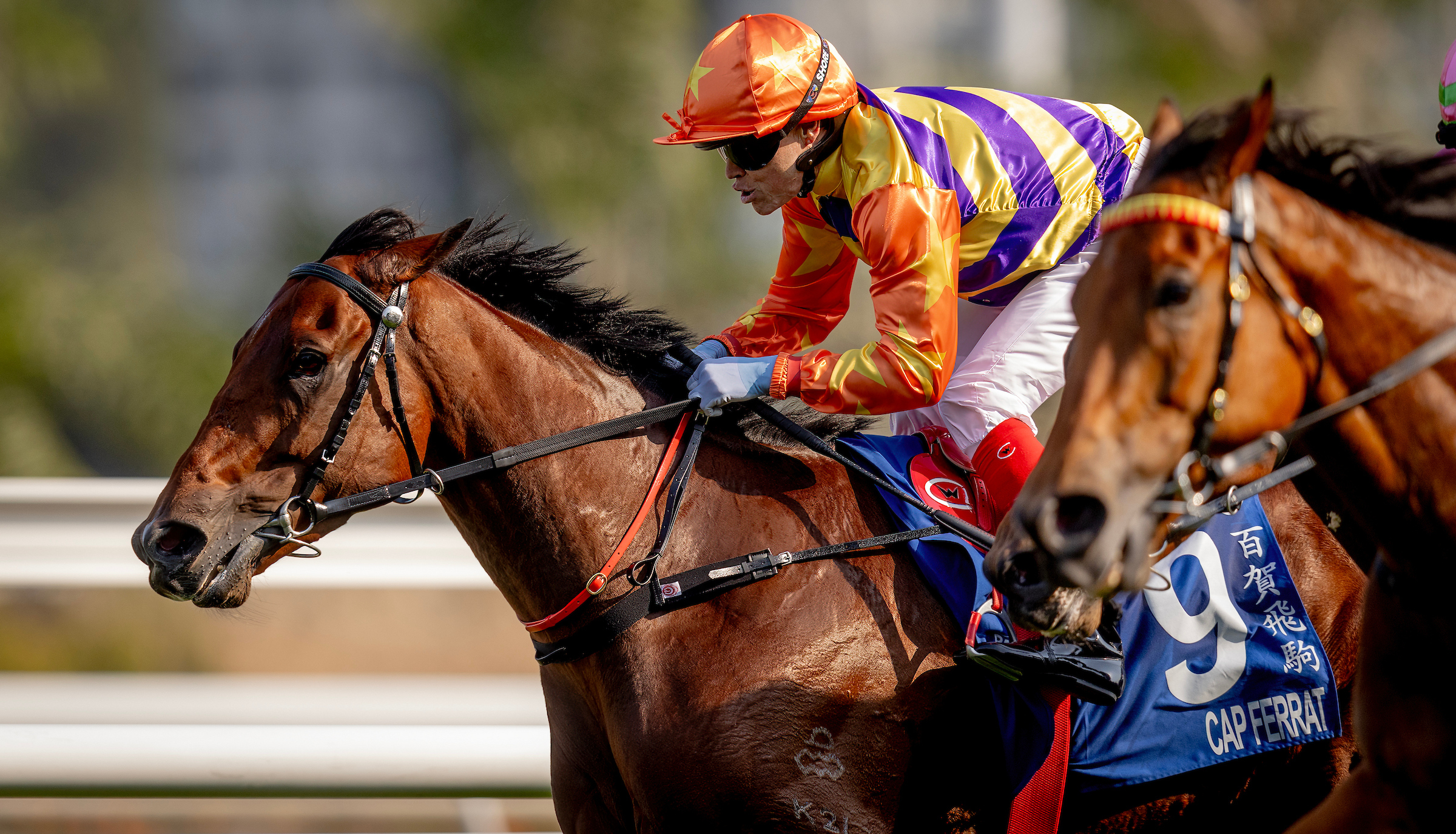 「百賀飛駒」在2025年寶馬香港打吡大賽（2000米）取得迄今唯一頭馬