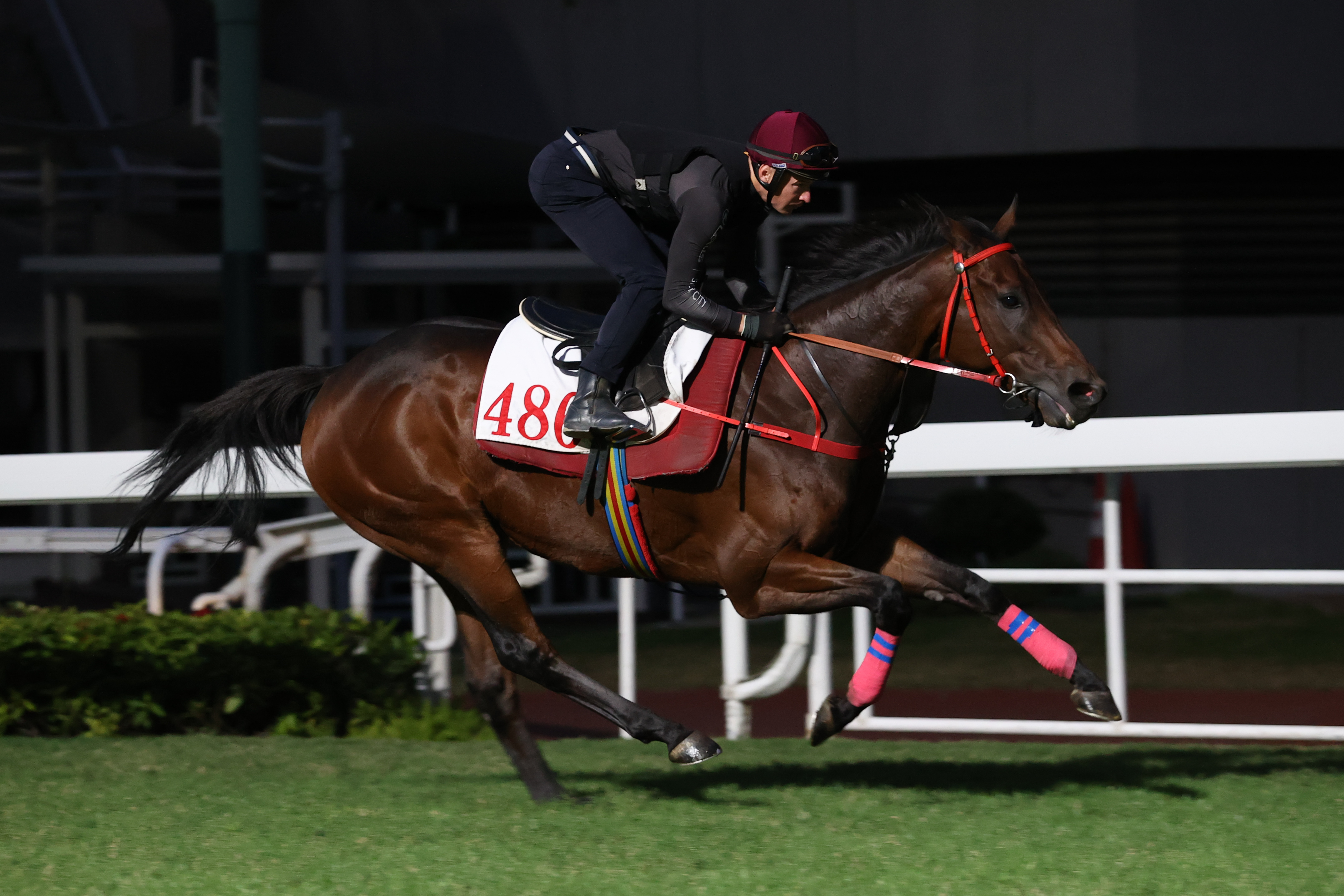 「浪漫勇士」在麥道朗胯下出試。