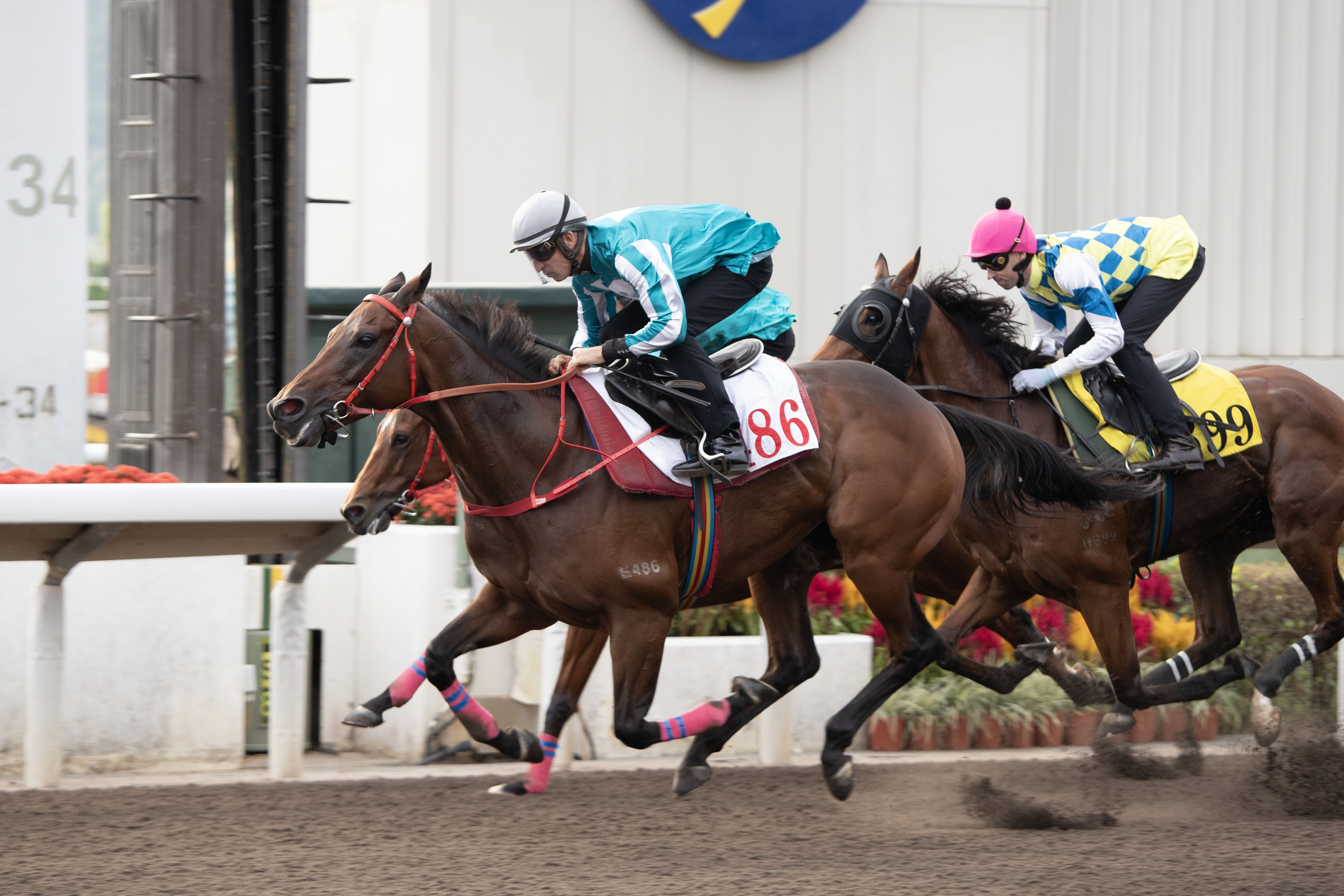 布文最近策騎「浪漫勇士」參加數課試閘
