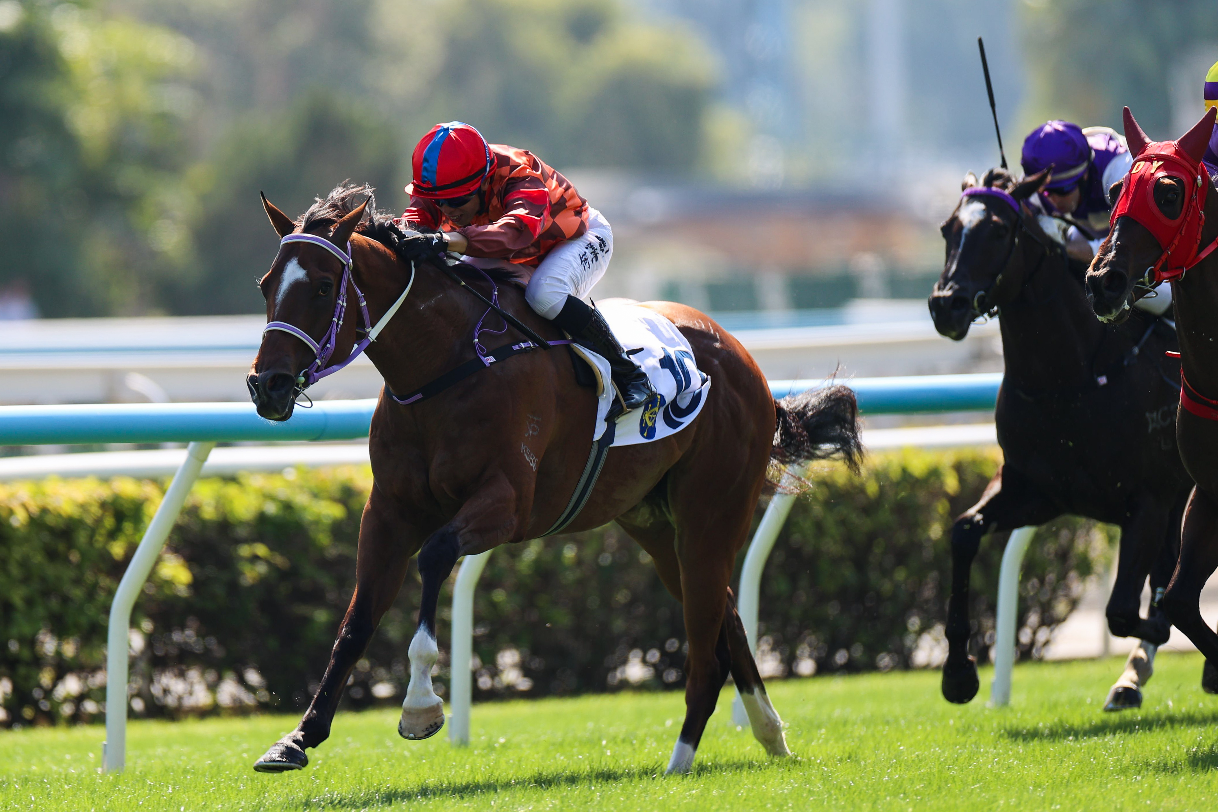 何澤堯憑蘇偉賢馬房的「馬寶寶」再添頭馬進賬