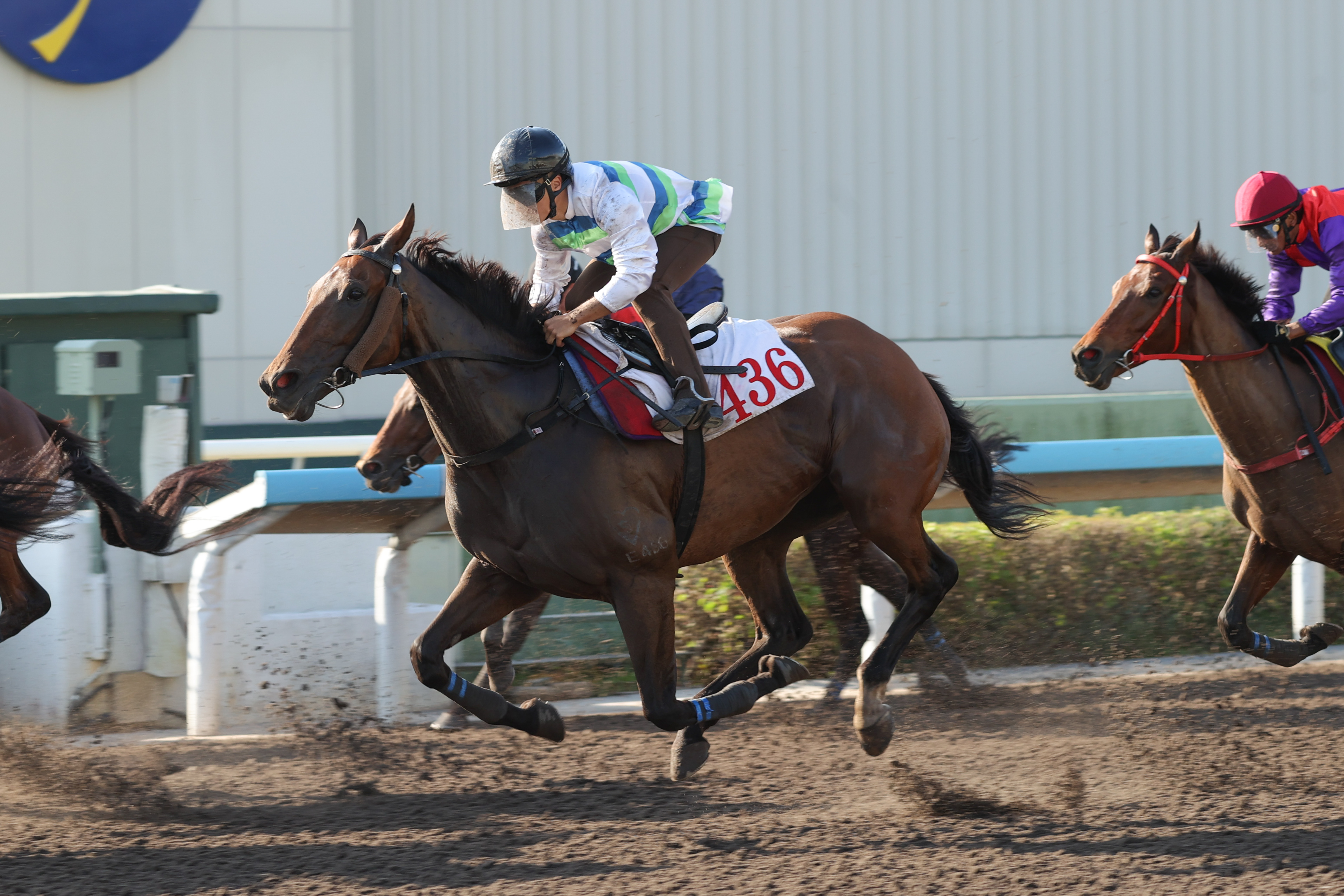 上季香港三冠王「遨遊氣泡」正積極提升狀態