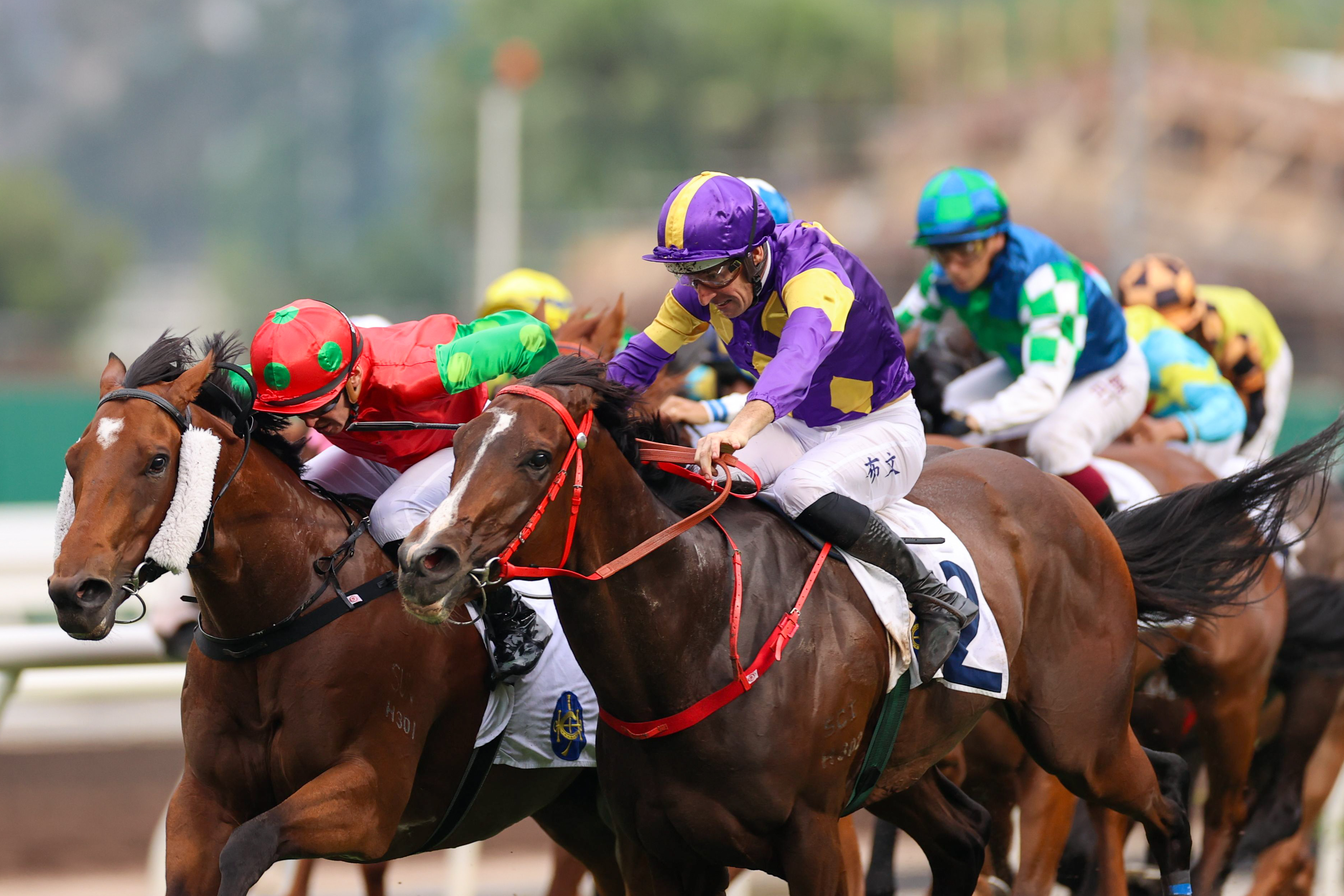 「驕陽明駒」（外）是本港最佳短途馬之一