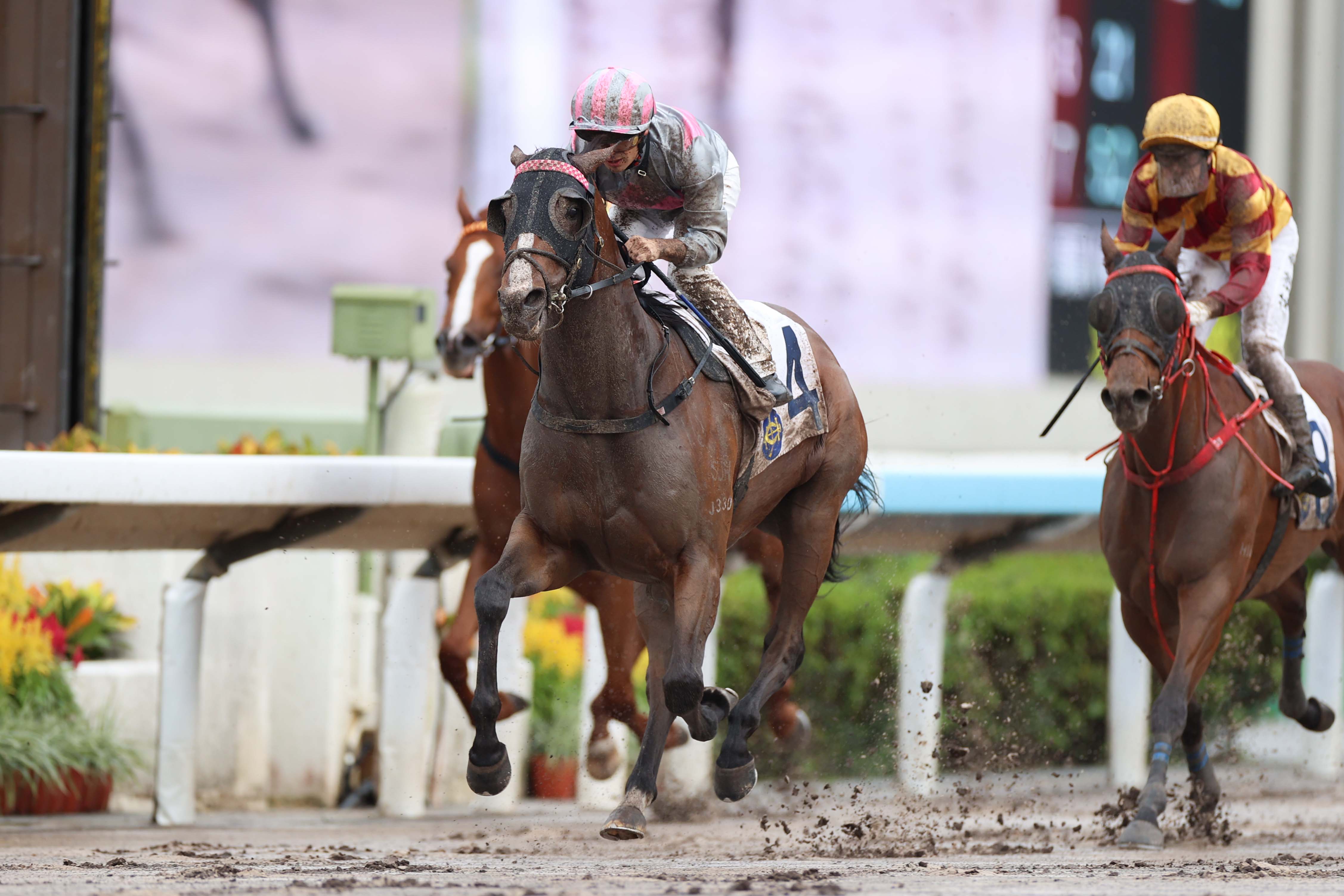 「智跑得」今季第二次上陣即能奏凱而回