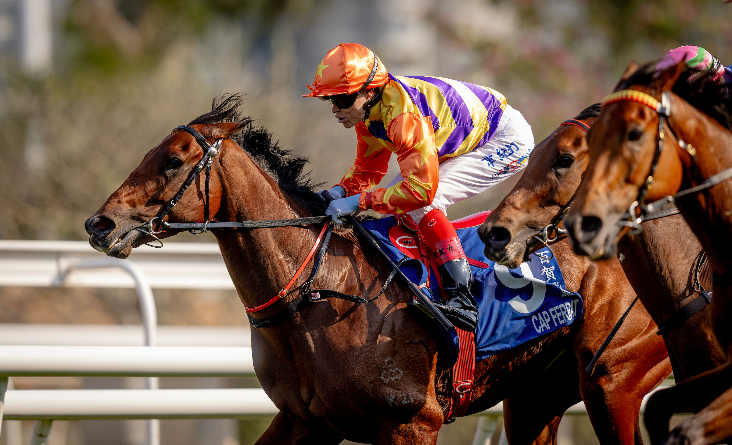 呂健威麾下的「百賀飛駒」曾在香港的一級賽中入位