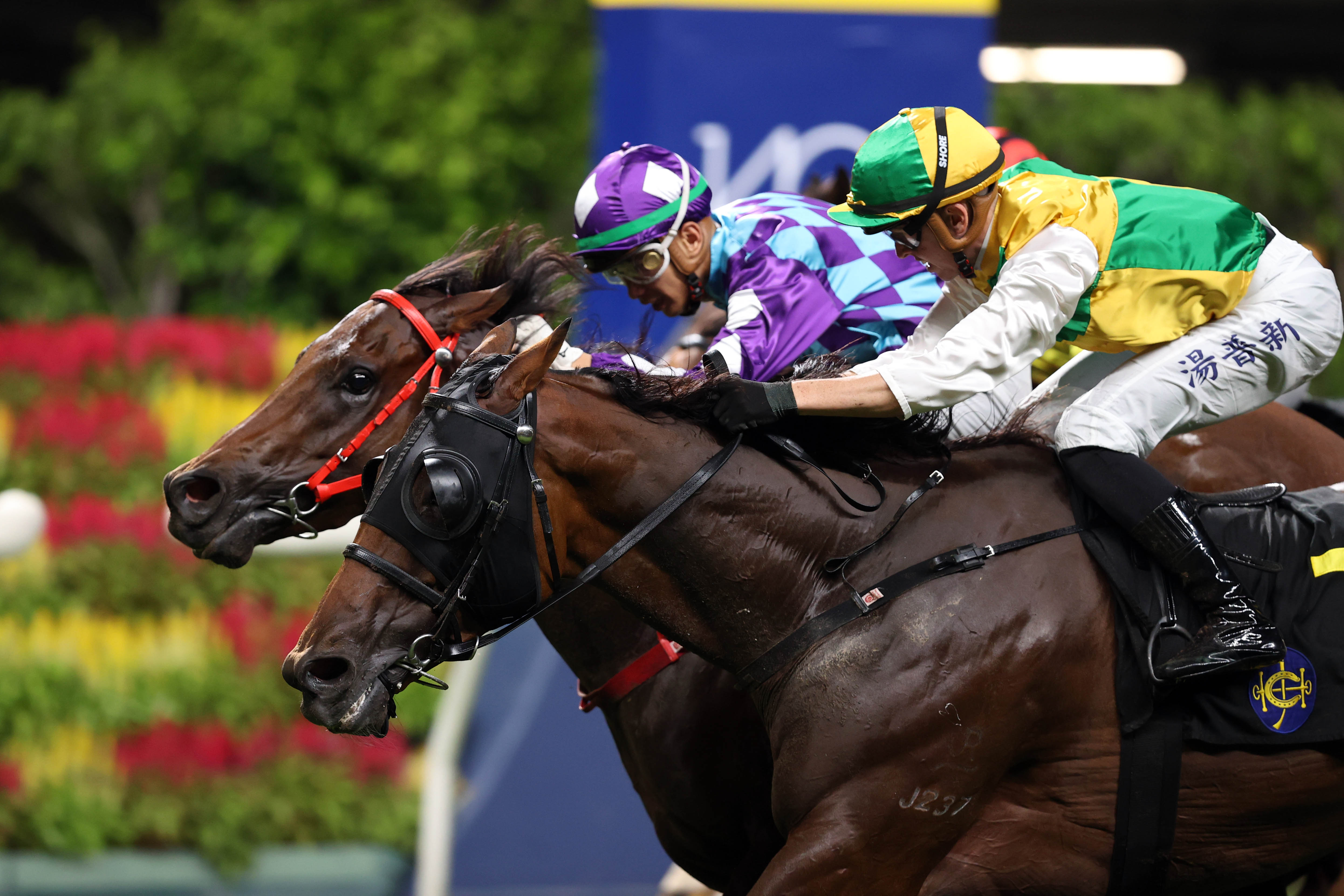 「至尊瑰寶」（紫帽）在跑馬地首奪頭馬