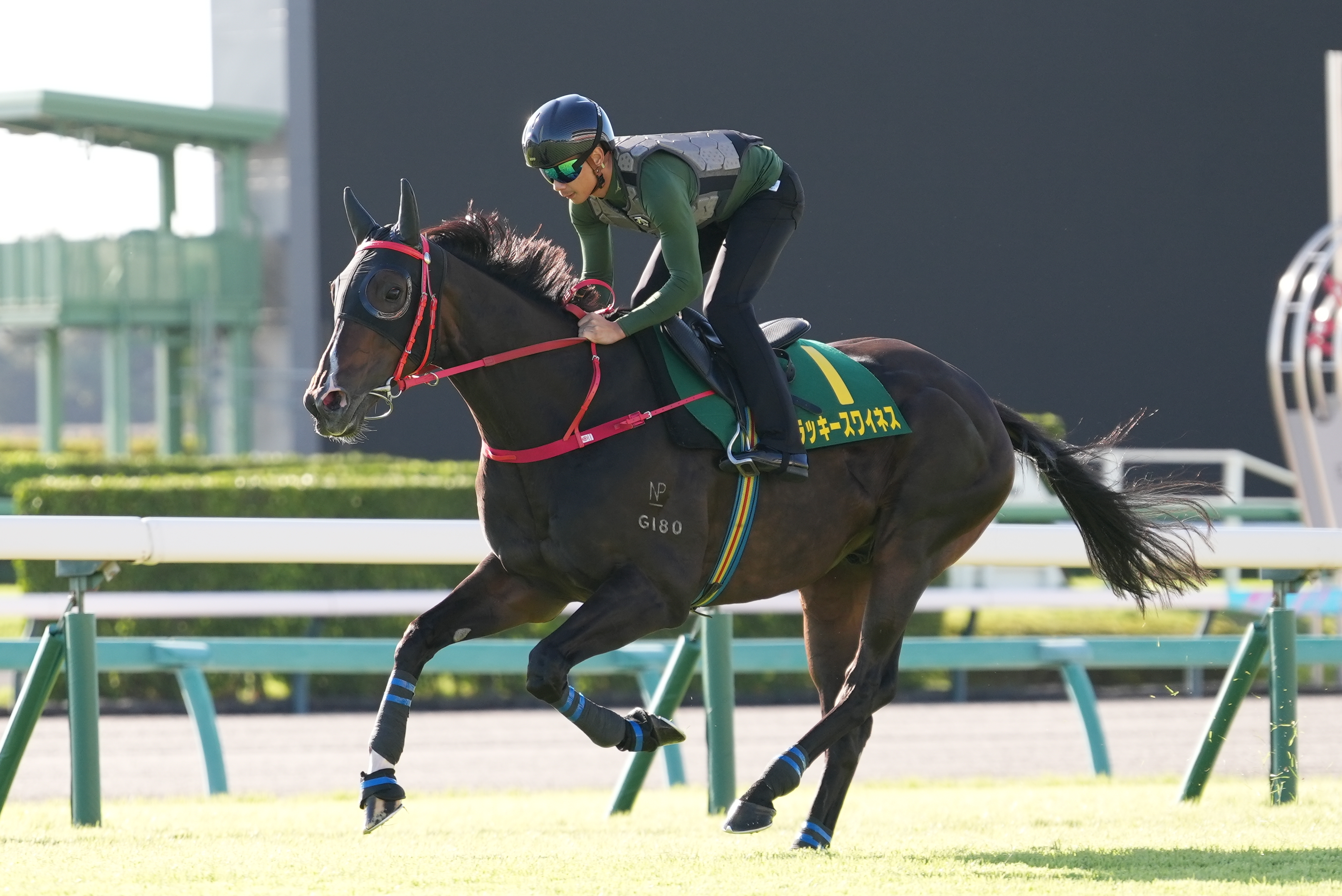 「金鑽貴人」在中山競馬場輕舒腳頭