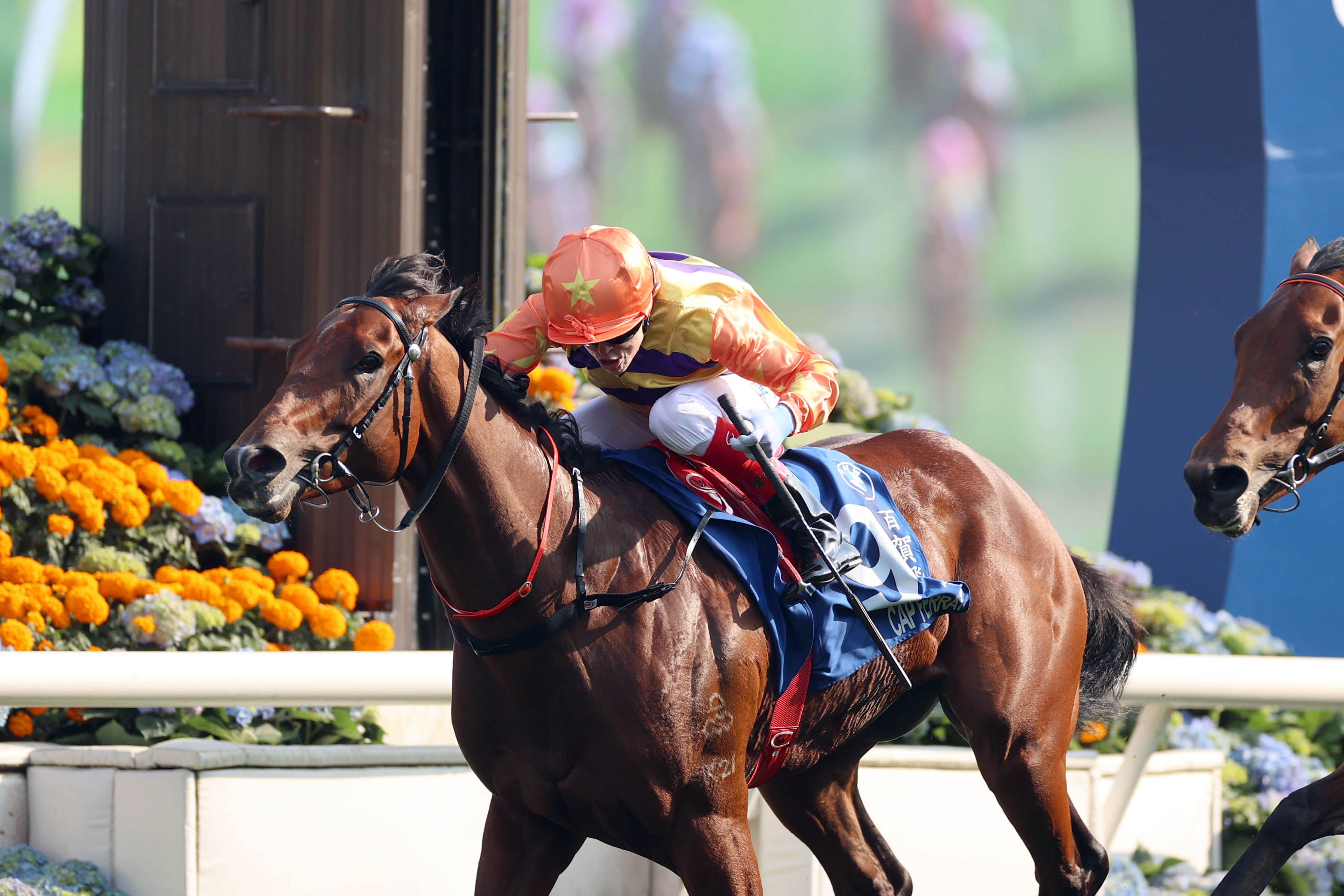 現年五歲的「百賀飛駒」父系出自「犀利時」 現年五歲的「百賀飛駒」父系出自「犀利時」