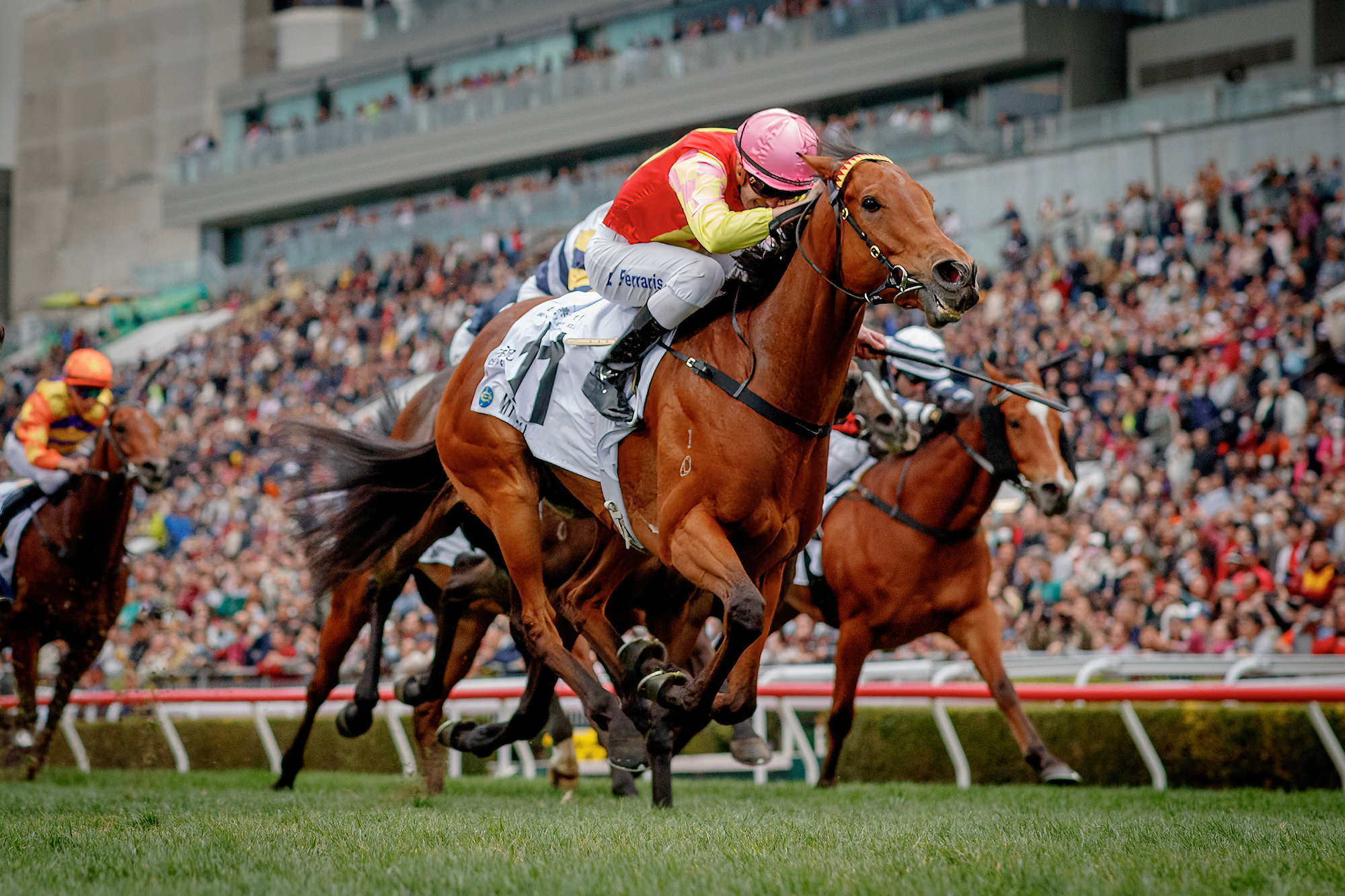 「祝願」已在港勝出六場頭馬。